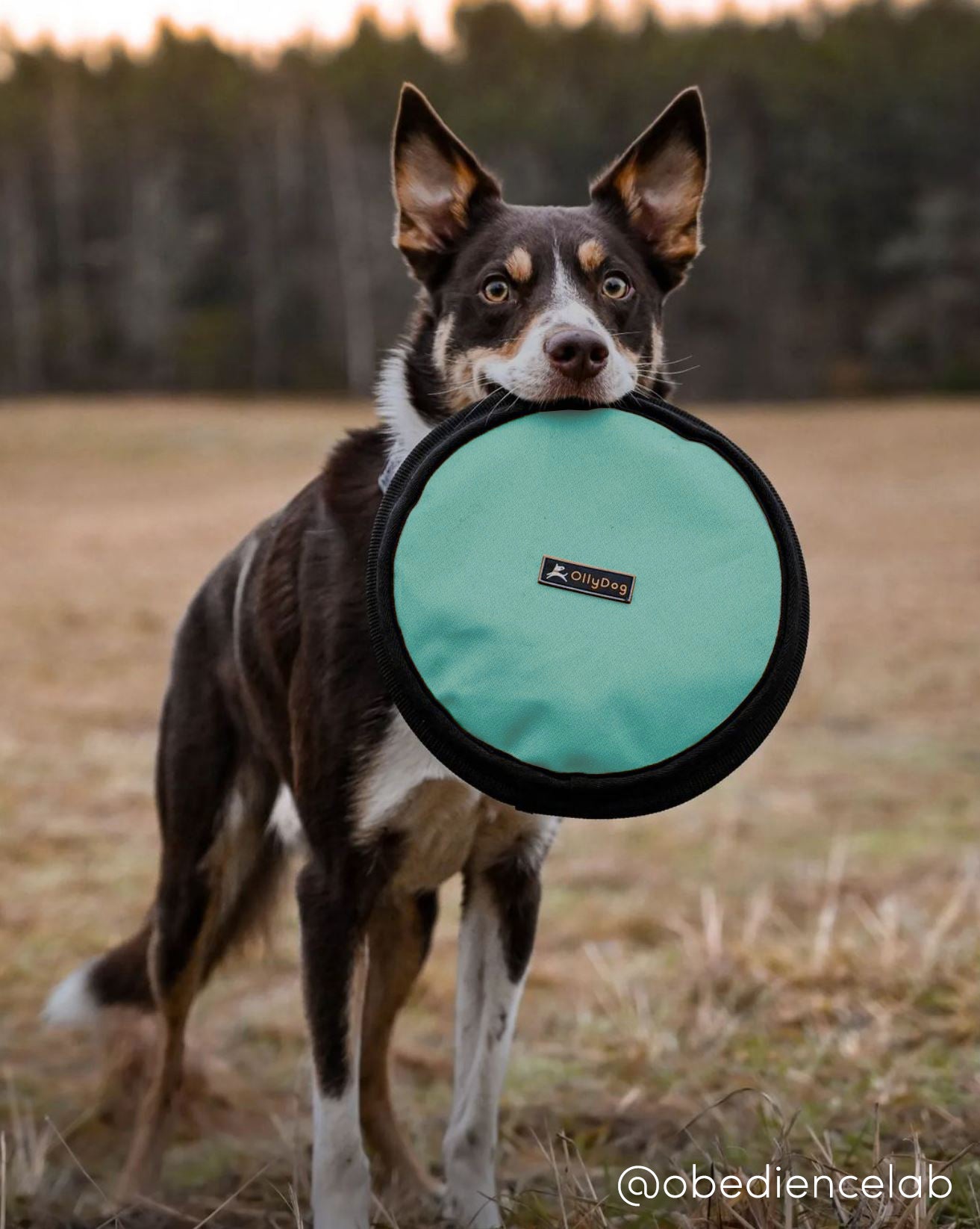 Flyer Disc | Frisbee Toy
