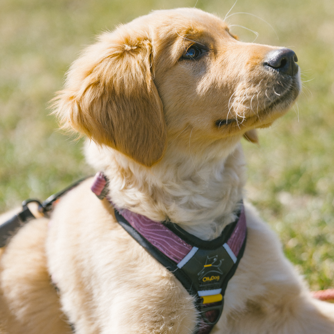 Golden retriever puppy wearing the OllyDog Alpine Reflective Comfort Harness in rosewood woodgrain pattern, sitting on grass with harness showing padded neoprene lining, reflective trim, and aluminum D-rings #color_rosewood woodgrain