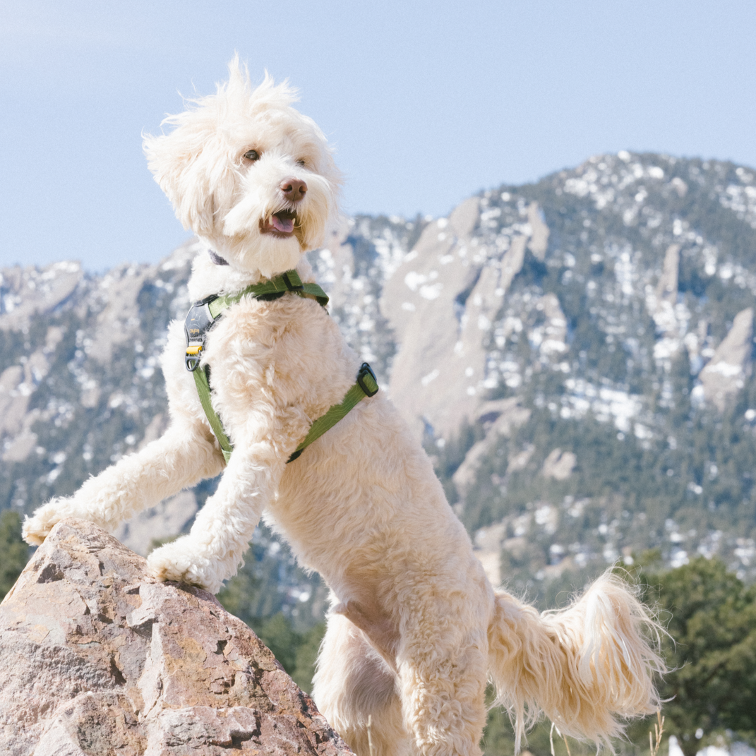 Australian Labradoodle wearing the OllyDog Alpine Reflective Comfort Harness in cactus woodgrain color, standing on a rock with a snowy mountain backdrop #color_cactus woodgrain