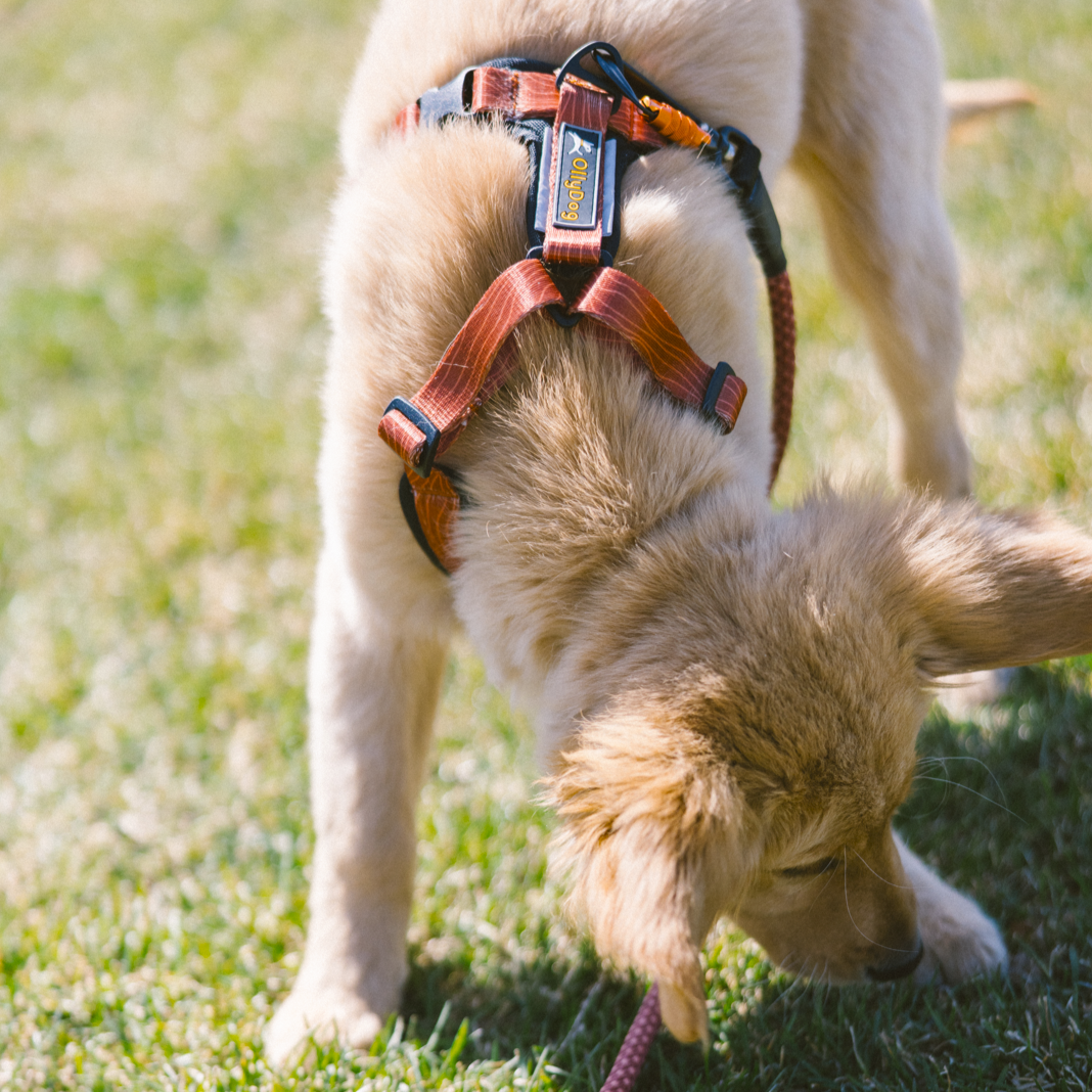 Golden retriever puppy wearing OllyDog Alpine Reflective Comfort Harness in Clay color with woodgrain pattern, sniffing grass during an outdoor walk #color_clay woodgrain