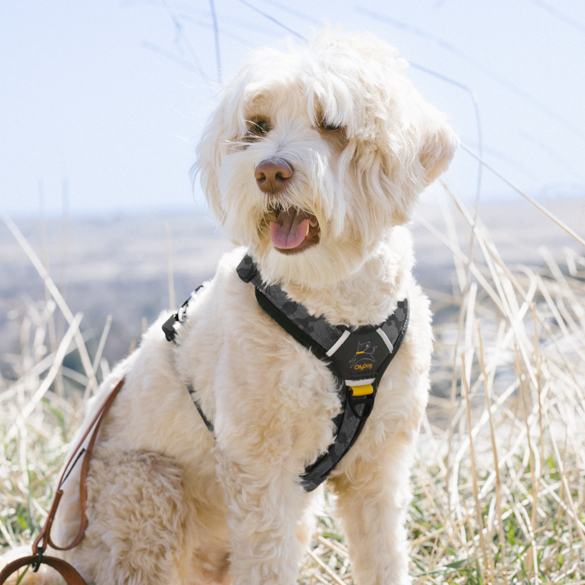 Dog wearing the OllyDog Alpine Reflective Comfort Harness in Dream Camo color, sitting on a grassy hillside with a scenic mountain view in the background. The harness features black and gray camo pattern with padded straps and reflective detailing #color_dream camo