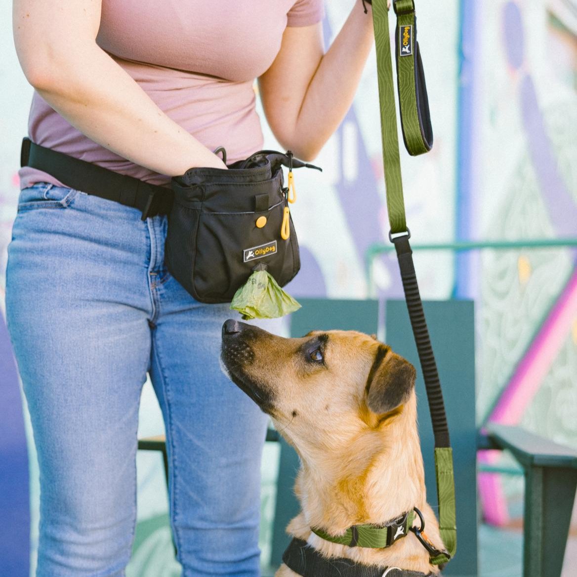A person wearing a light purple shirt and blue jeans has a tan and brown dog attached to a green and black OllyDog Flagstaff Adjustable Spring Leash. The leash features a bungee section for flexible movement. The person is also wearing a black fanny pack around their waist, suggesting hands-free convenience during the walk #color_cactus woodgrain