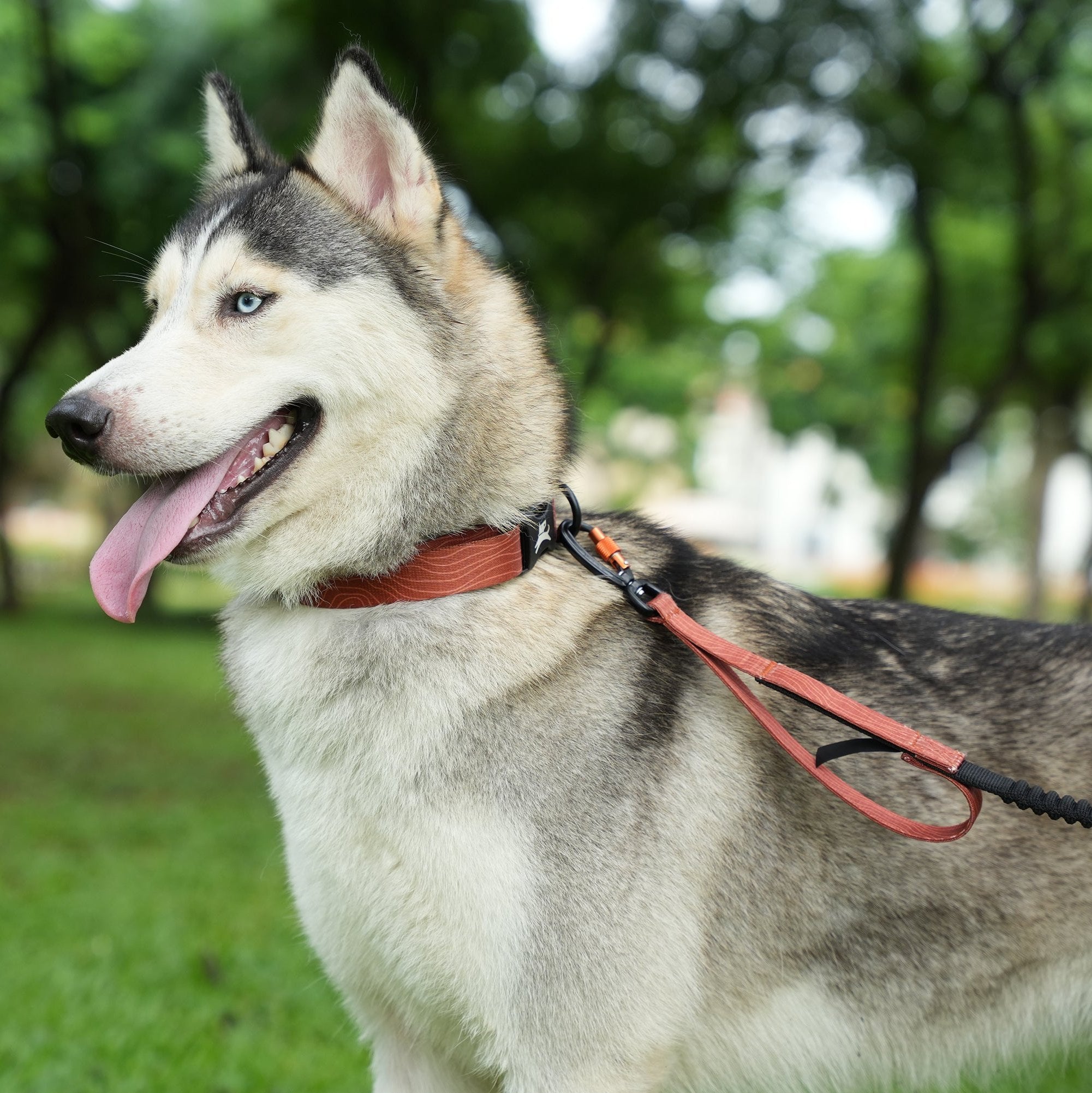 Husky wearing OllyDog Flagstaff adjustable dog leash in clay color, durable polyester webbing, swivel carabiner clip, padded handle, bungee stretch section, outdoor walking and running leash for medium to large dogs #color_clay woodgrain