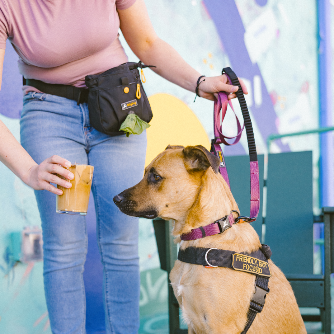 Dog wearing a harness and attached to the OllyDog Flagstaff Adjustable Spring Leash in Rosewood Woodgrain. The owner holds the padded handle and a drink, with a black treat pouch at the waist. Leash features a bungee stretch, ideal for hands-free walking and training #color_rosewood woodgrain