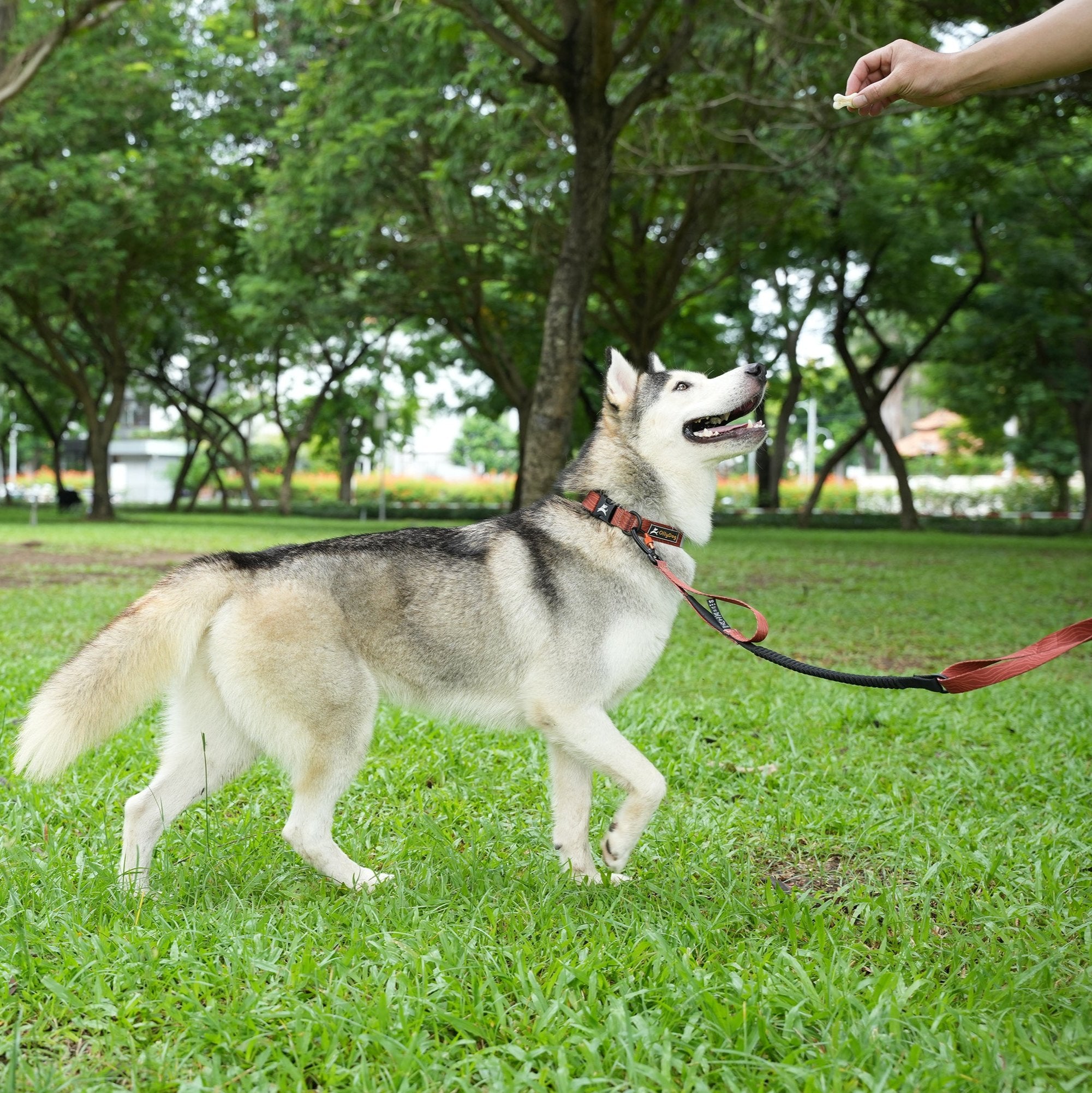 Husky on OllyDog Flagstaff adjustable dog leash in clay color, playing outdoors, bungee stretch leash with padded handle, durable polyester webbing, swivel carabiner clip, secure leash for active dogs, great for walking, running, and training #color_clay woodgrain