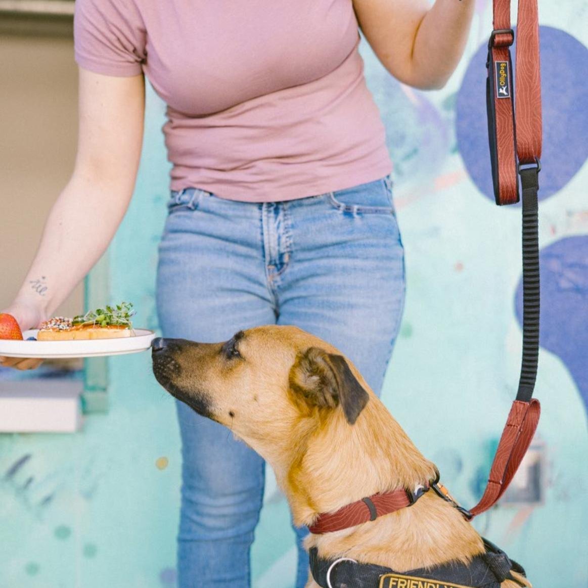 A person wearing a light purple shirt and blue jeans is holding a tan and brown dog on the OllyDog Flagstaff Adjustable Spring Leash. The leash, featuring a bungee section for flexible movement, is attached to a harness on the dog. The person is also holding a plate with food in their other hand, demonstrating the leash's ease of use during various activities #color_clay woodgrain