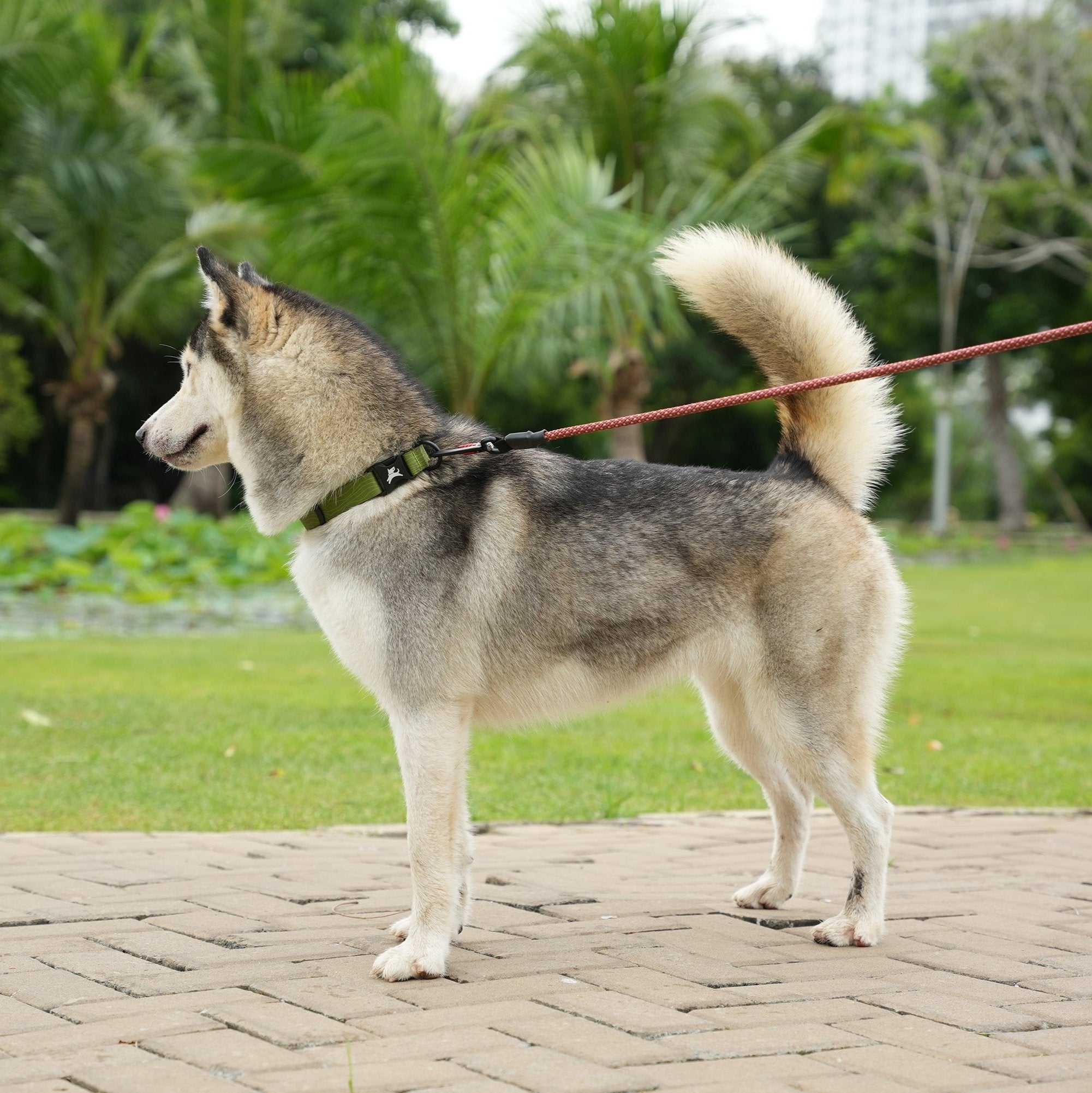 Husky wearing OllyDog Flagstaff Reflective Dog Collar in cactus woodgrain color, made with sublimation polyester webbing, quick-release buckle, aluminum D-ring, and reflective band for visibility; adjustable fit, durable and comfortable for outdoor walks #color_cactus woodgrain