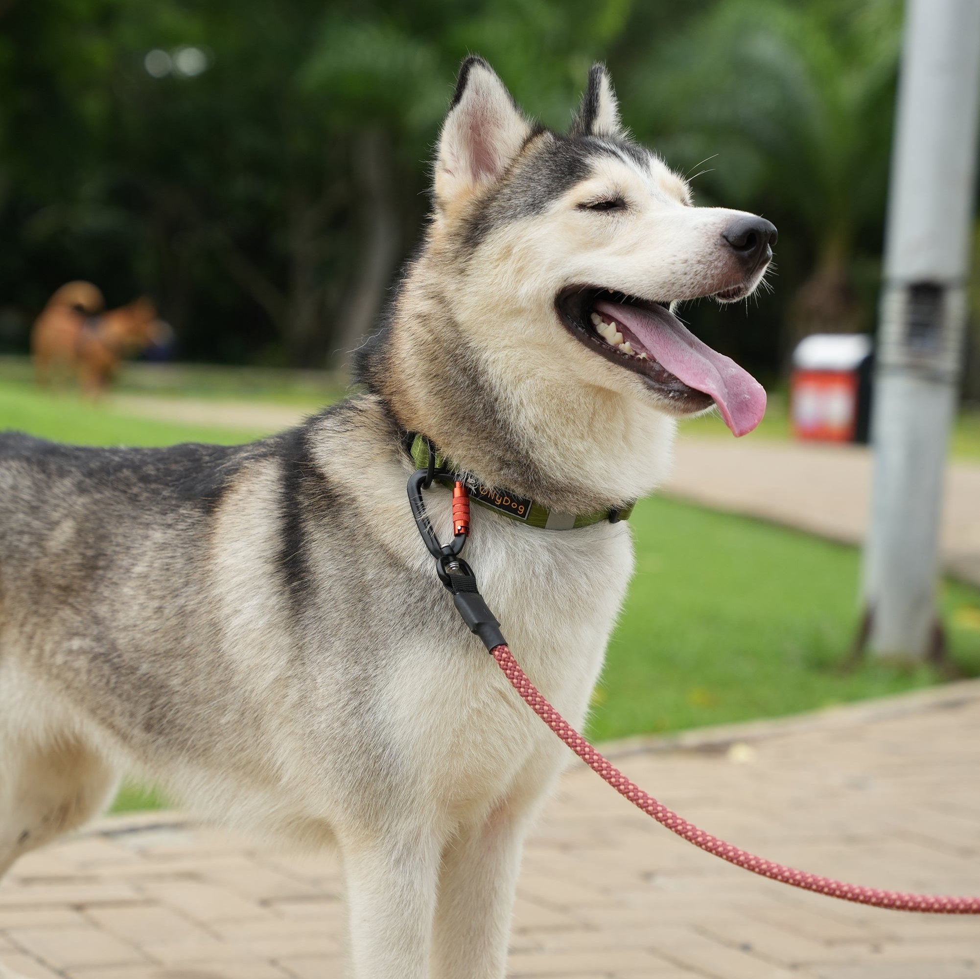 Husky wearing OllyDog Flagstaff Reflective Dog Collar in cactus woodgrain color, made with sublimation polyester webbing, reflective band, aluminum D-ring, and quick-release buckle; adjustable, durable, and comfortable for outdoor walks and leash attachment #color_cactus woodgrain