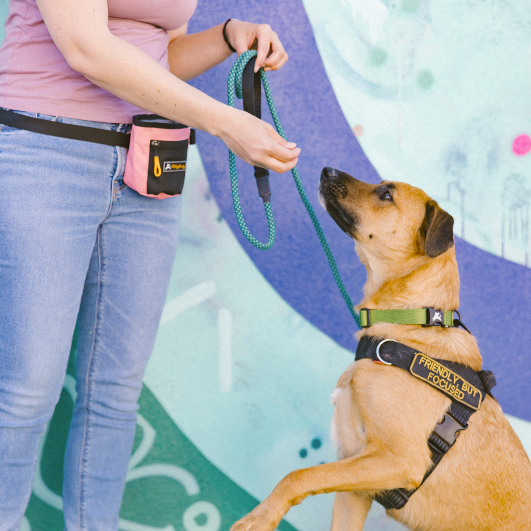 Dog wearing OllyDog Flagstaff Reflective Dog Collar in cactus woodgrain color with harness, sitting and looking up at person holding leash; features sublimation polyester webbing, reflective band, quick-release buckle, and aluminum D-ring for safe and comfortable training or walking #color_cactus woodgrain