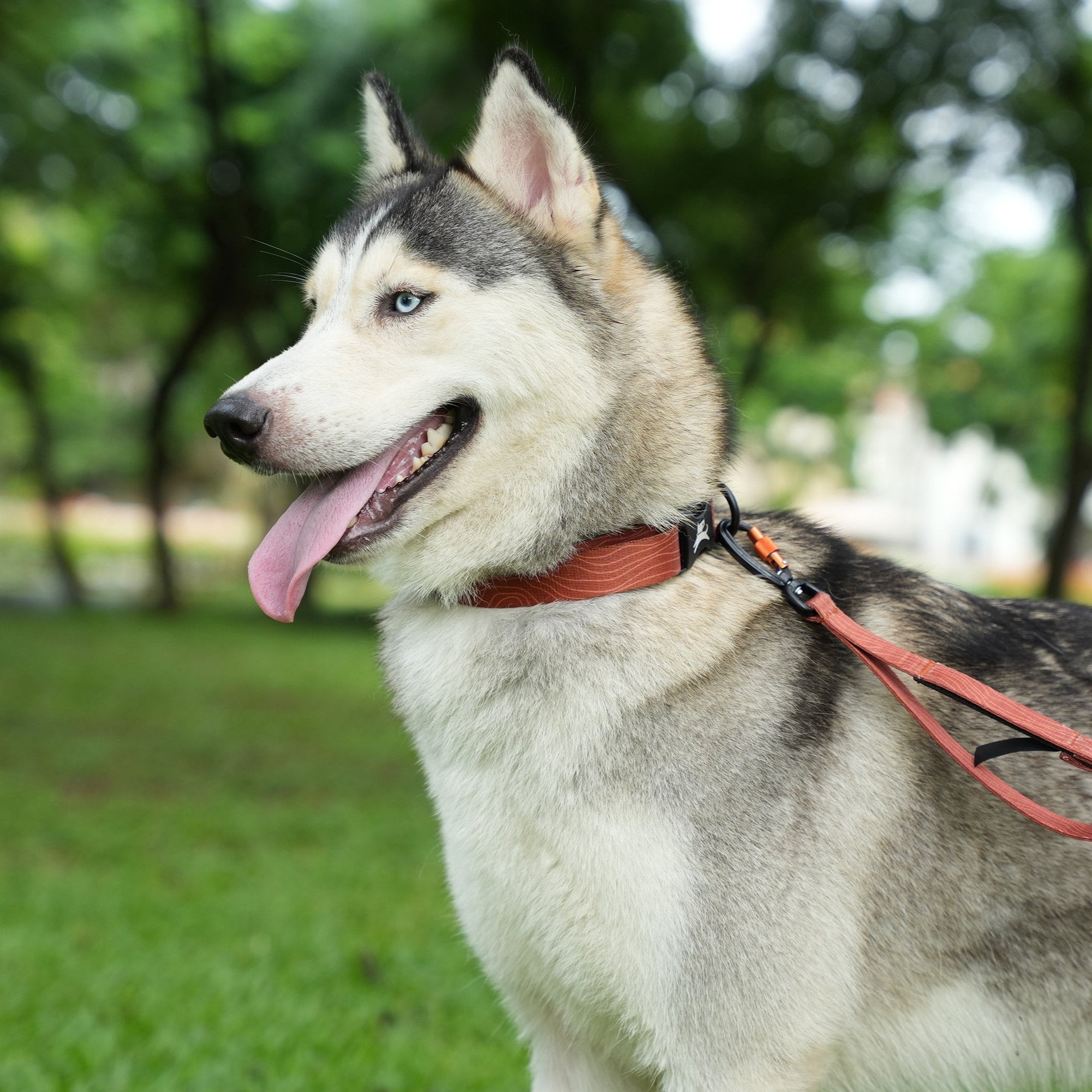 Husky dog wearing OllyDog Flagstaff Reflective Dog Collar in clay woodgrain color, attached to matching leash, featuring sublimation polyester webbing, reflective band, and quick-release buckle; adjustable, durable, and designed for outdoor walking #color_clay woodgrain