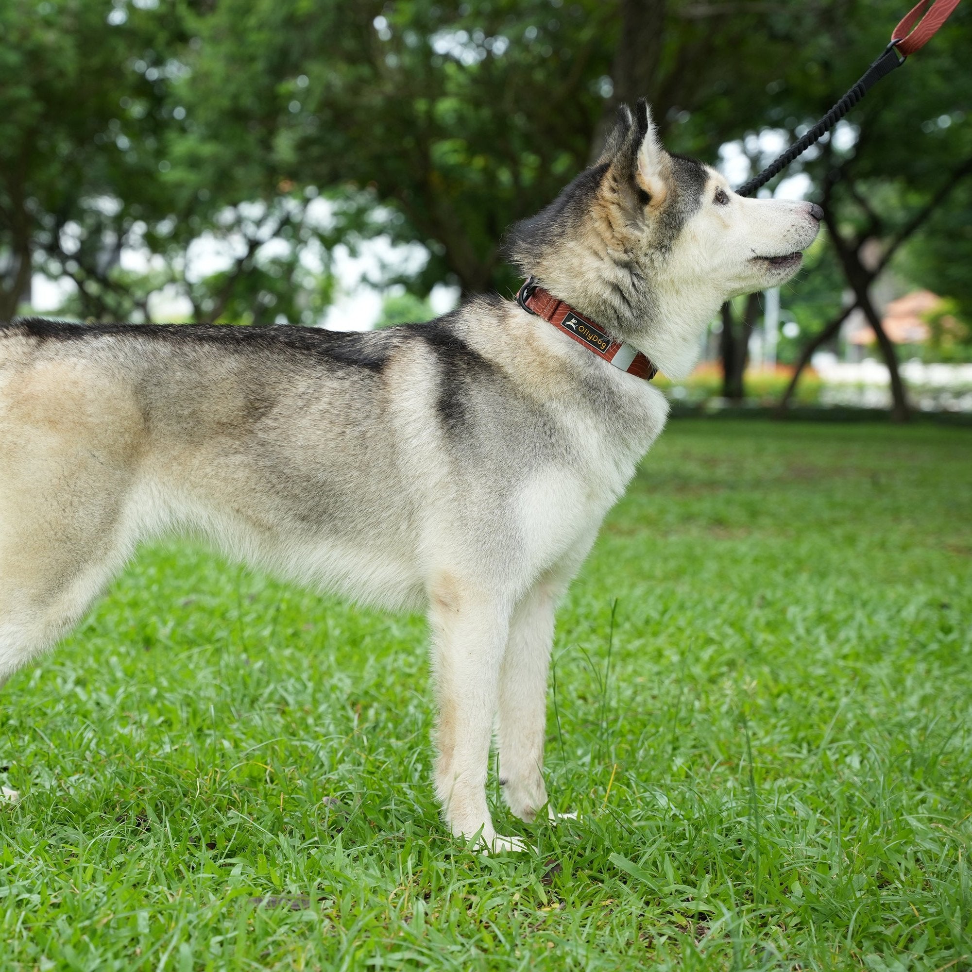 Husky wearing OllyDog Flagstaff Reflective Dog Collar in clay woodgrain color, side view showing adjustable fit, sublimation polyester webbing, reflective safety band, and durable aluminum D-ring, designed for medium and large dogs #color_clay woodgrain