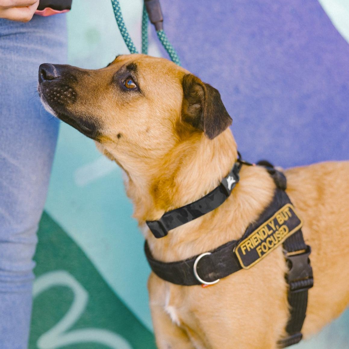 Medium-sized dog wearing OllyDog Flagstaff Reflective Dog Collar in Dream Camo, black camouflage pattern, adjustable with quick-release buckle and reflective band, secured with harness #color_dream camo