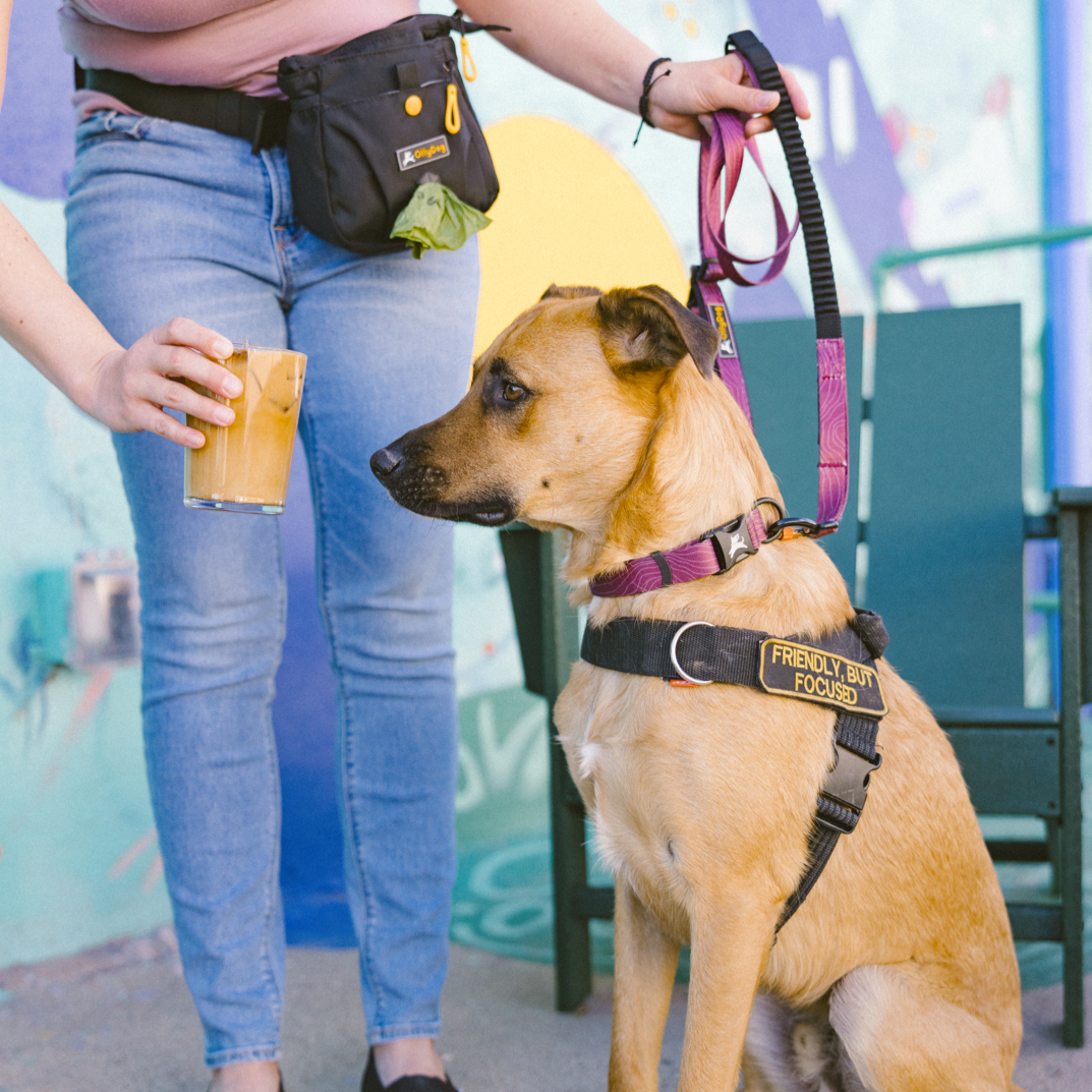 Dog wearing the OllyDog Flagstaff Dog Collar in Rosewood woodgrain, sitting beside a person holding a leash and an iced coffee, outdoors near colorful wall art #color_rosewood woodgrain
