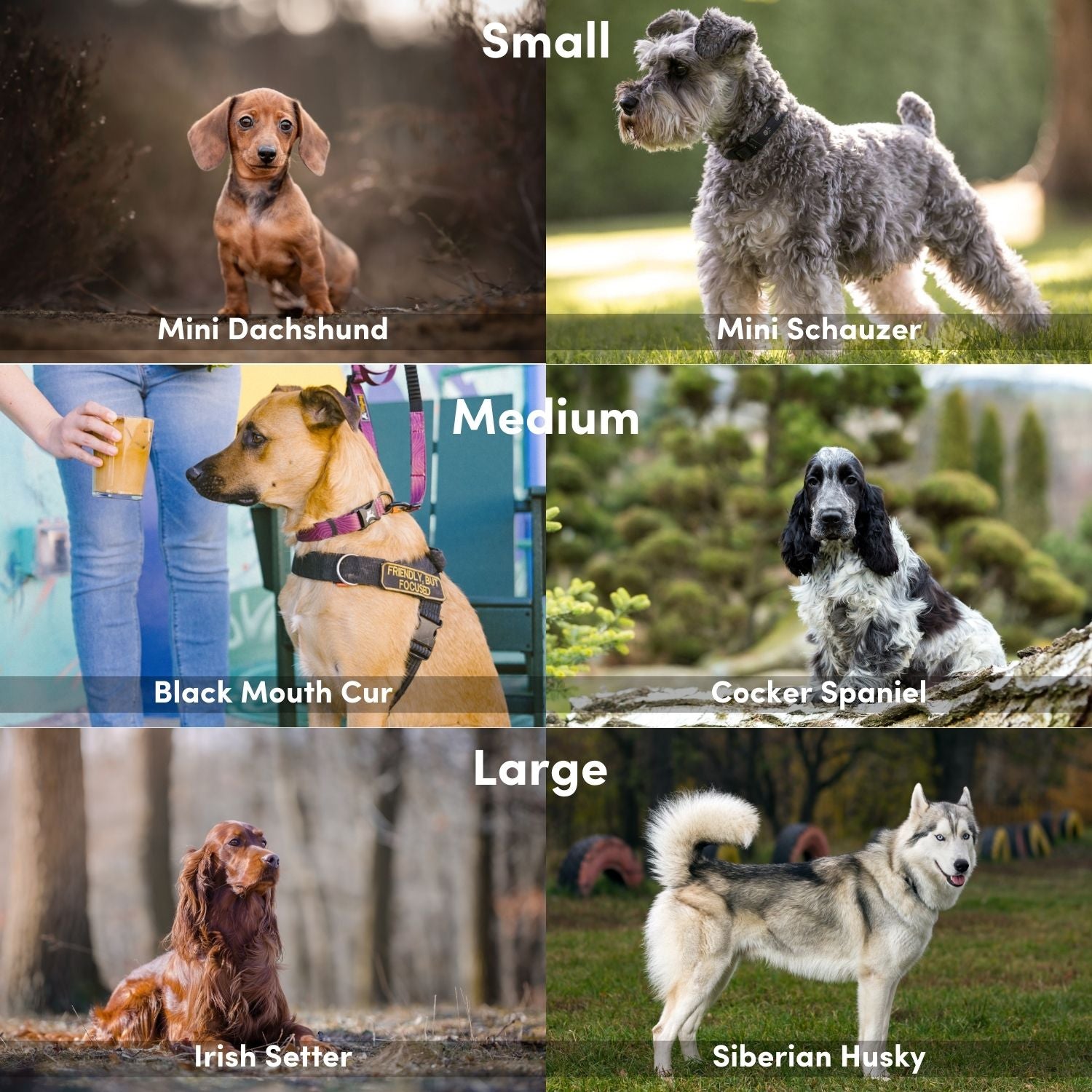 Breed size chart for the OllyDog Flagstaff Dog Collar showing example dogs: Small (Mini Dachshund, Mini Schnauzer), Medium (Black Mouth Cur, Cocker Spaniel), and Large (Irish Setter, Siberian Husky) #color_rosewood woodgrain