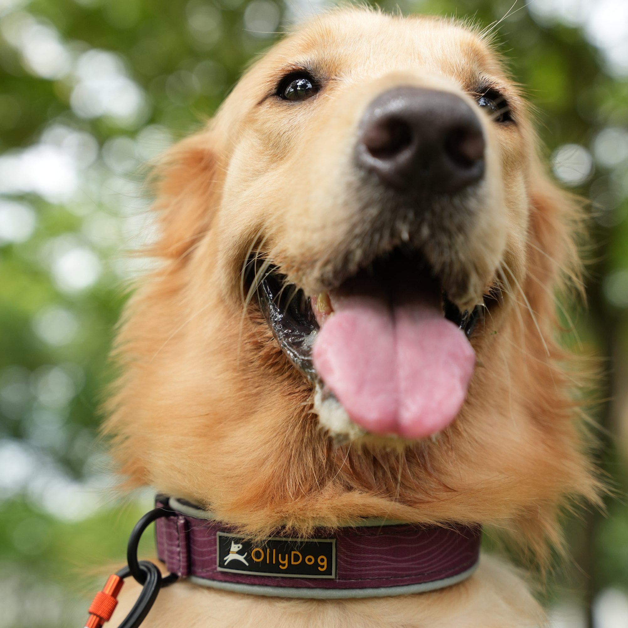 Golden Retriever wearing OllyDog Flagstaff Reflective Comfort Collar in Rosewood, padded neoprene dog collar with reflective piping, sublimation polyester webbing, durable side-release buckle, aluminum D-ring, designed for medium large dogs, secure and visible for outdoor walks #color_rosewood woodgrain