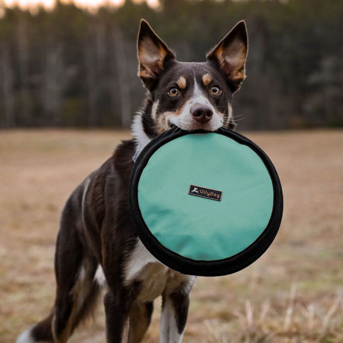 A dog holds a dog frisbee toy in its mouth, OllyDog Flyer Disc Bright Aqua. This non-toxic dog toy is designed as a floating dog toy, perfect for fun in various environments, including water and grass #color_bright aqua