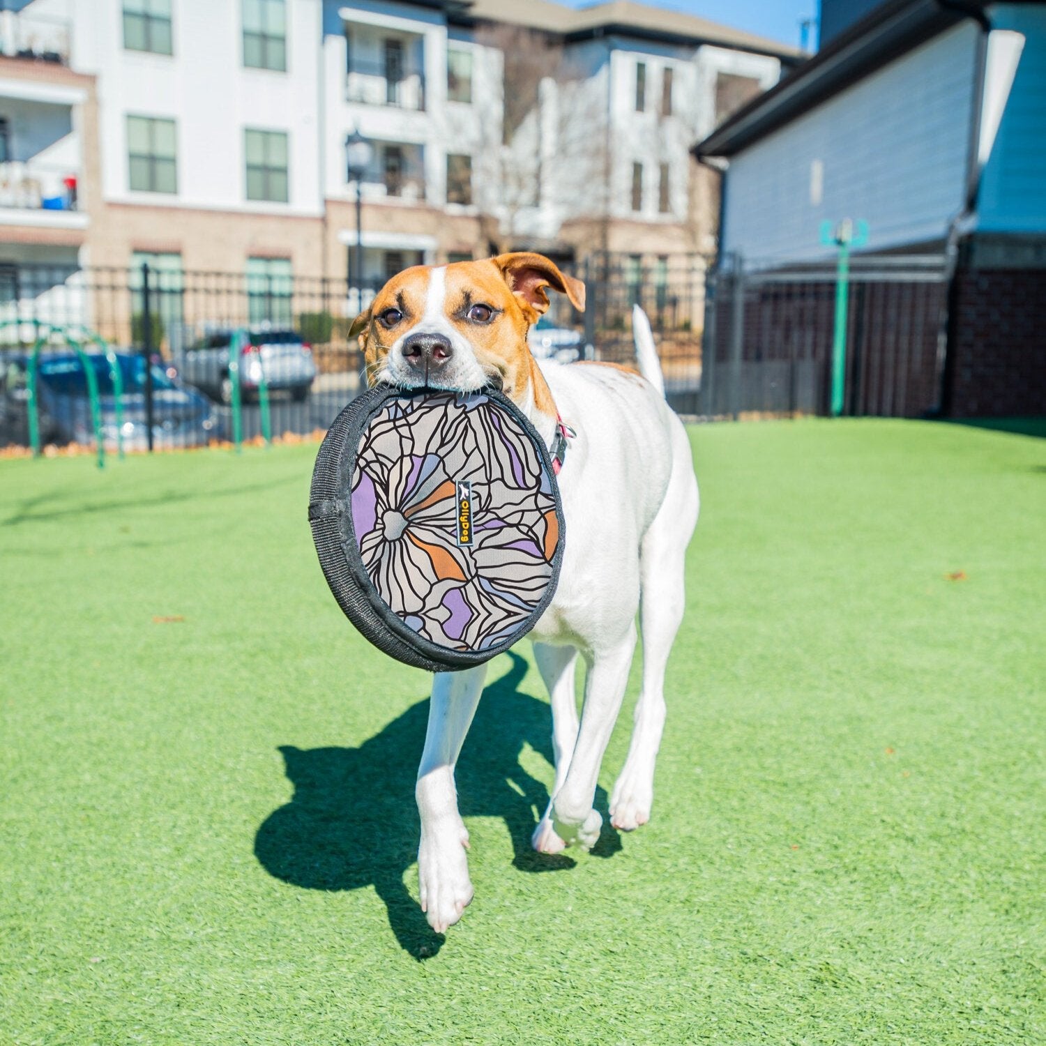 The photo shows a white dog playing with the OllyDog Flyer Disc in Bloom on the lawn. This vibrant dog frisbee toy is a non-toxic dog toy that can also be used as a floating dog toy, perfect for fetch games. #color_bloom