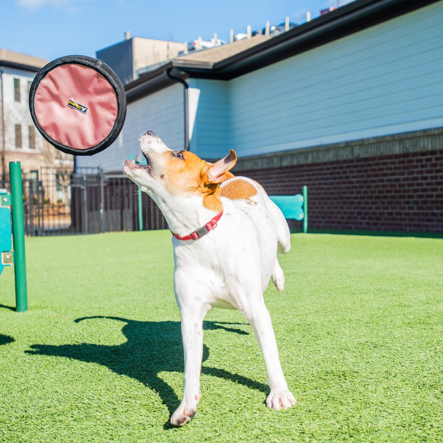 The photo shows a white dog playing with the OllyDog Flyer Disc in Strawberry Ice on the lawn. This vibrant dog frisbee toy is a non-toxic dog toy that can also be used as a floating dog toy, perfect for fetch games. #color_strawberry ice
