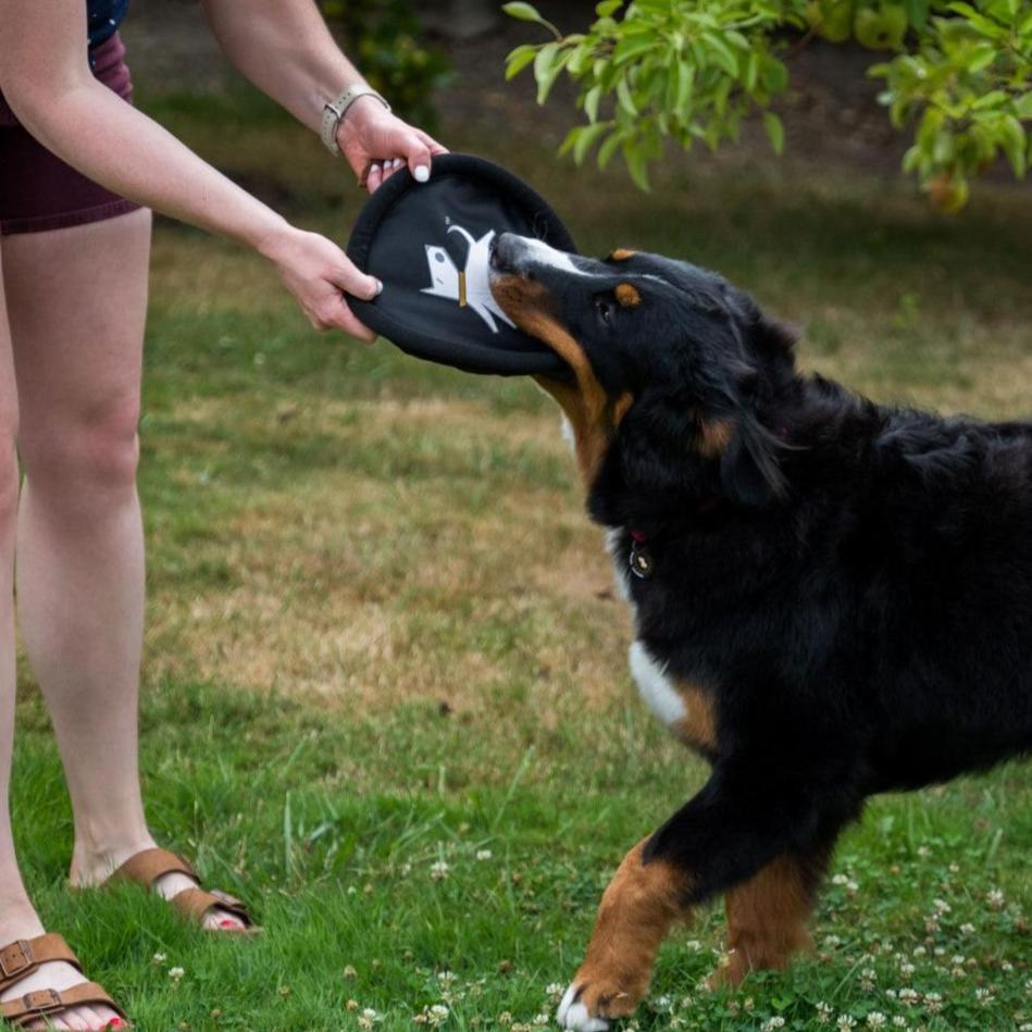 A person is playfully interacting with a dog, holding a dog frisbee toy in their hand, OllyDog Flyer Disc in Raven. The frisbee is a non-toxic dog toy designed for outdoor play, and it is also a floating dog toy, making it perfect for water activities. #color_raven