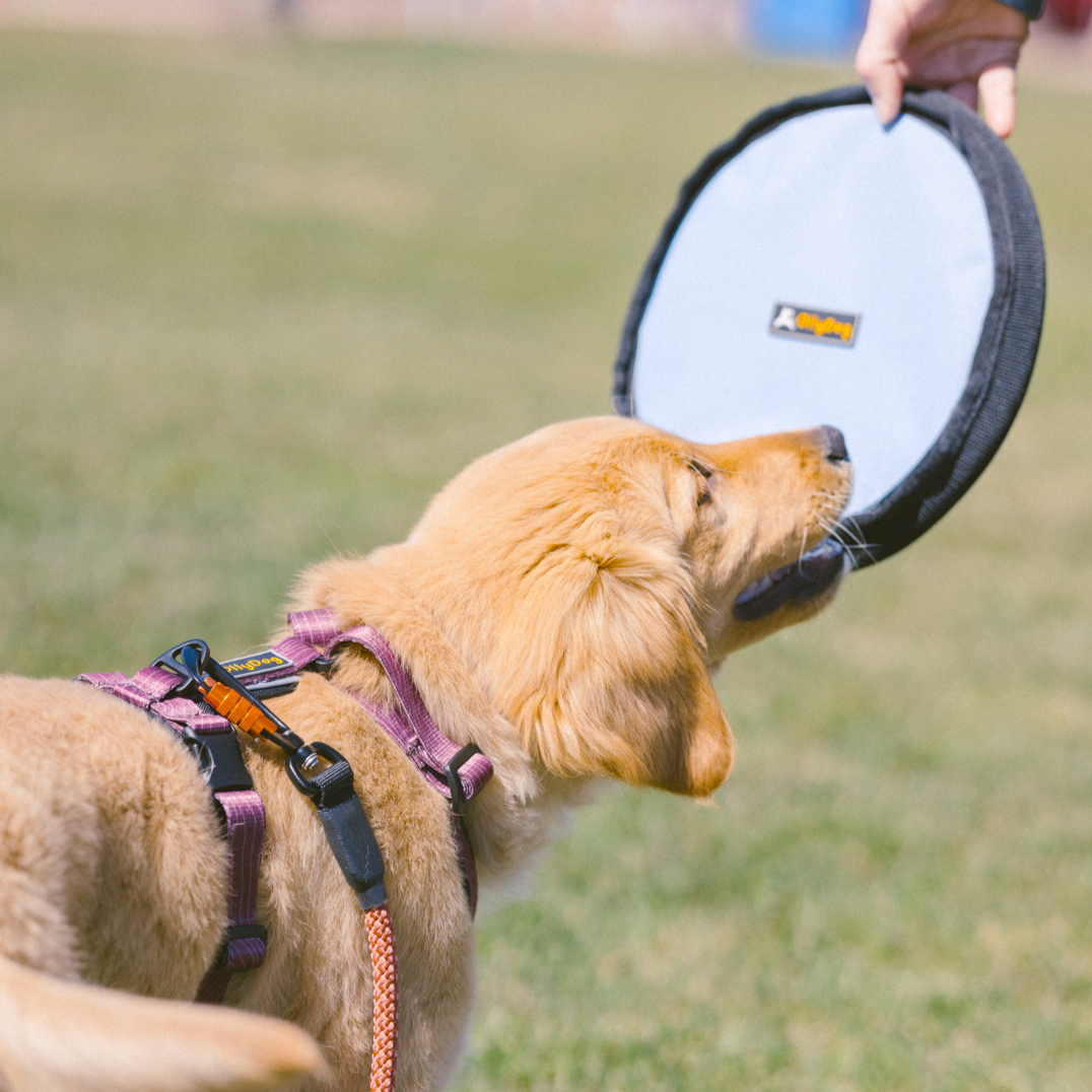 A golden retriever puppy is playing outdoors, gripping a dog frisbee toy, OllyDog Flyer Disc in Maui Blue. This non-toxic dog toy is designed as a floating dog toy, perfect for both land and water play.  #color_maui blue
