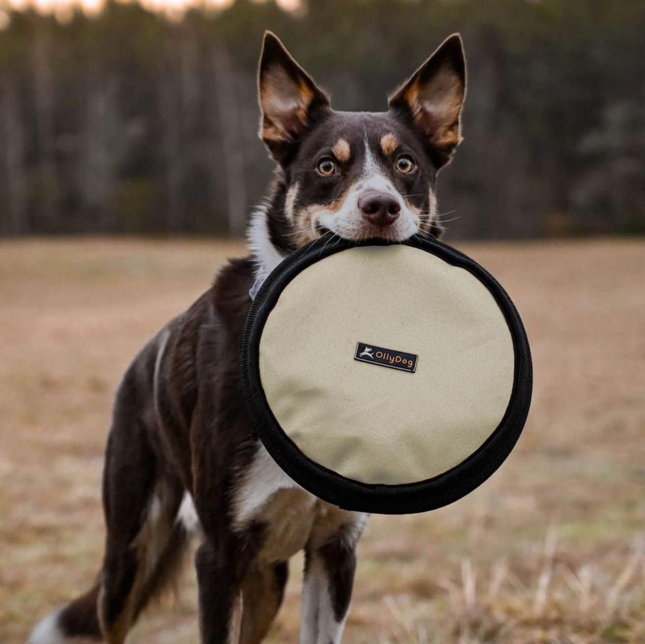 A dog holds a dog frisbee toy in its mouth, OllyDog Flyer Disc in Bluff This non-toxic dog toy is designed as a floating dog toy, perfect for fun in various environments, including water and grass #color_bluff
