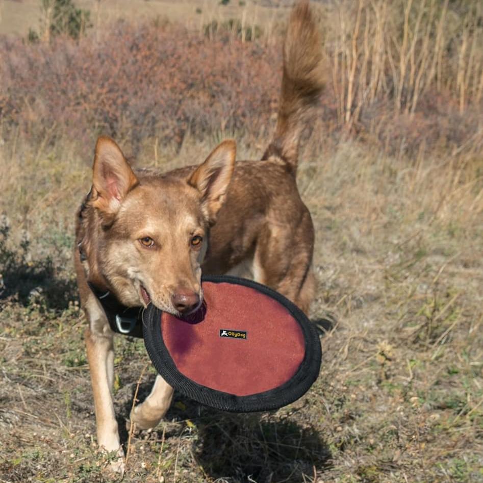 A dog is happily carrying a dog frisbee toy in its mouth, OllyDog Flyer Disc in Cider. This non-toxic dog toy is designed as a floating dog toy, making it ideal for fun during outdoor play. #color_cider