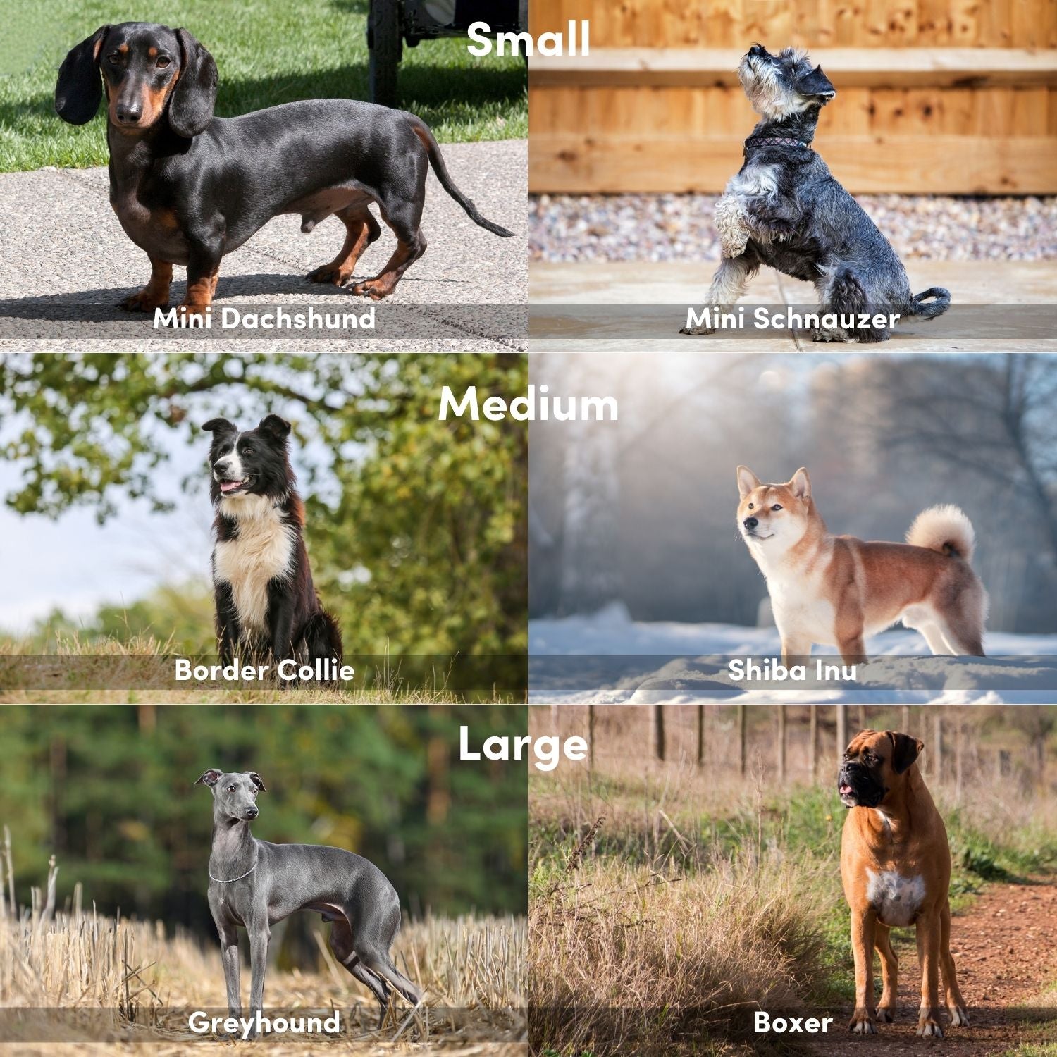 Dog breed size chart for OllyDog Martingale reflective collar, showing small mini dachshund, mini schnauzer; medium border collie, shiba inu; large greyhound, boxer. Training collar sizing guide for adjustable padded slip collars, pet accessories for small medium large dogs #color_cactus woodgrain
