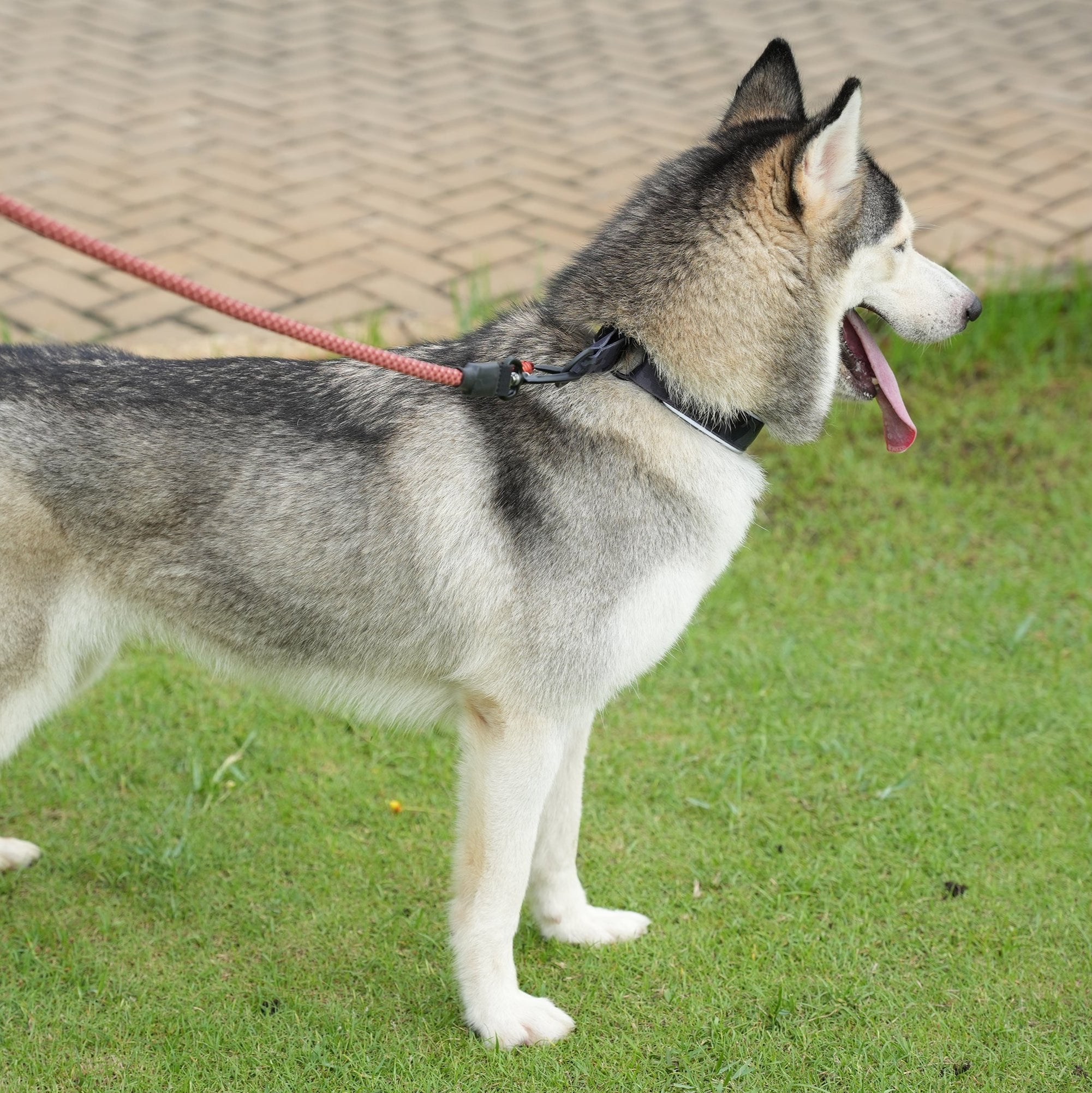 Husky wearing OllyDog Martingale Reflective Comfort Collar in Dream Camo, showcasing padded neoprene lining, reflective piping for visibility, and secure metal O-ring leash attachment during outdoor walk #color_dream camo