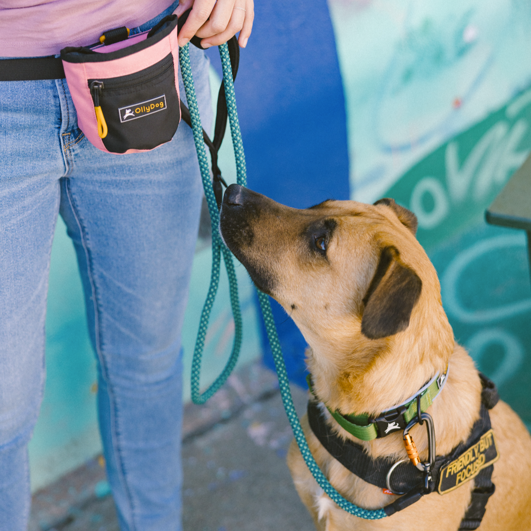 OllyDog Mountain Leash in Spruce color, featuring a durable rope and carabiner, with a person holding the leash while a dog is standing beside them #color_spruce