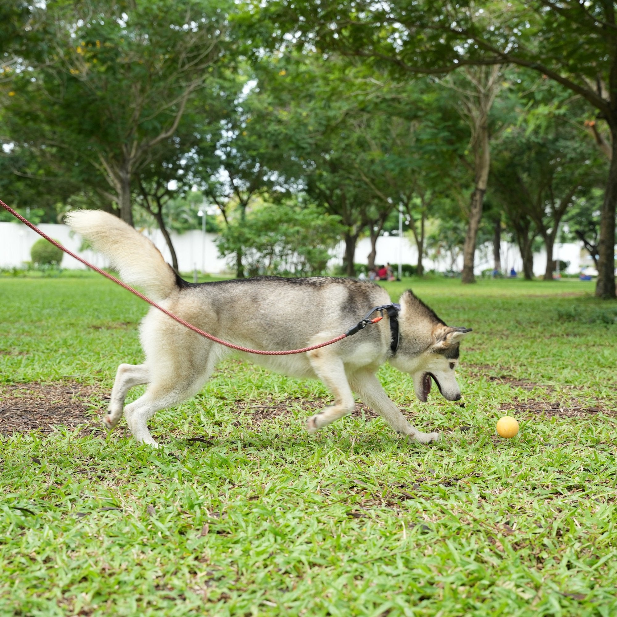 Husky dog playing in park wearing OllyDog Mountain Leash in Clay color, 75-inch durable rope leash with padded handle and swivel carabiner clip. Strong nylon rope ideal for outdoor adventures and training #color_clay