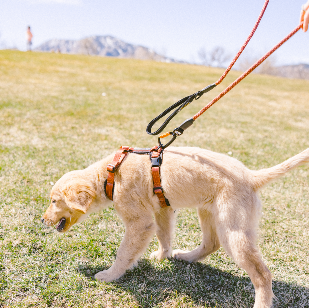 Golden Retriever puppy wearing OllyDog Alpine Reflective Harness in Clay color, paired with matching Mountain Leash for a comfortable and secure walk #color_clay