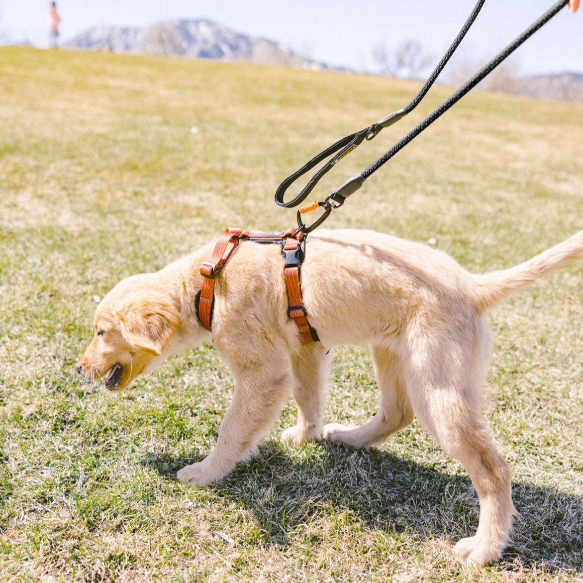 OllyDog Mountain Leash in Raven color, designed with durable kernmantle rope and a sturdy carabiner hook, perfect for walks, outdoor adventures, and training. Comfortable padded handle for better grip #color_raven