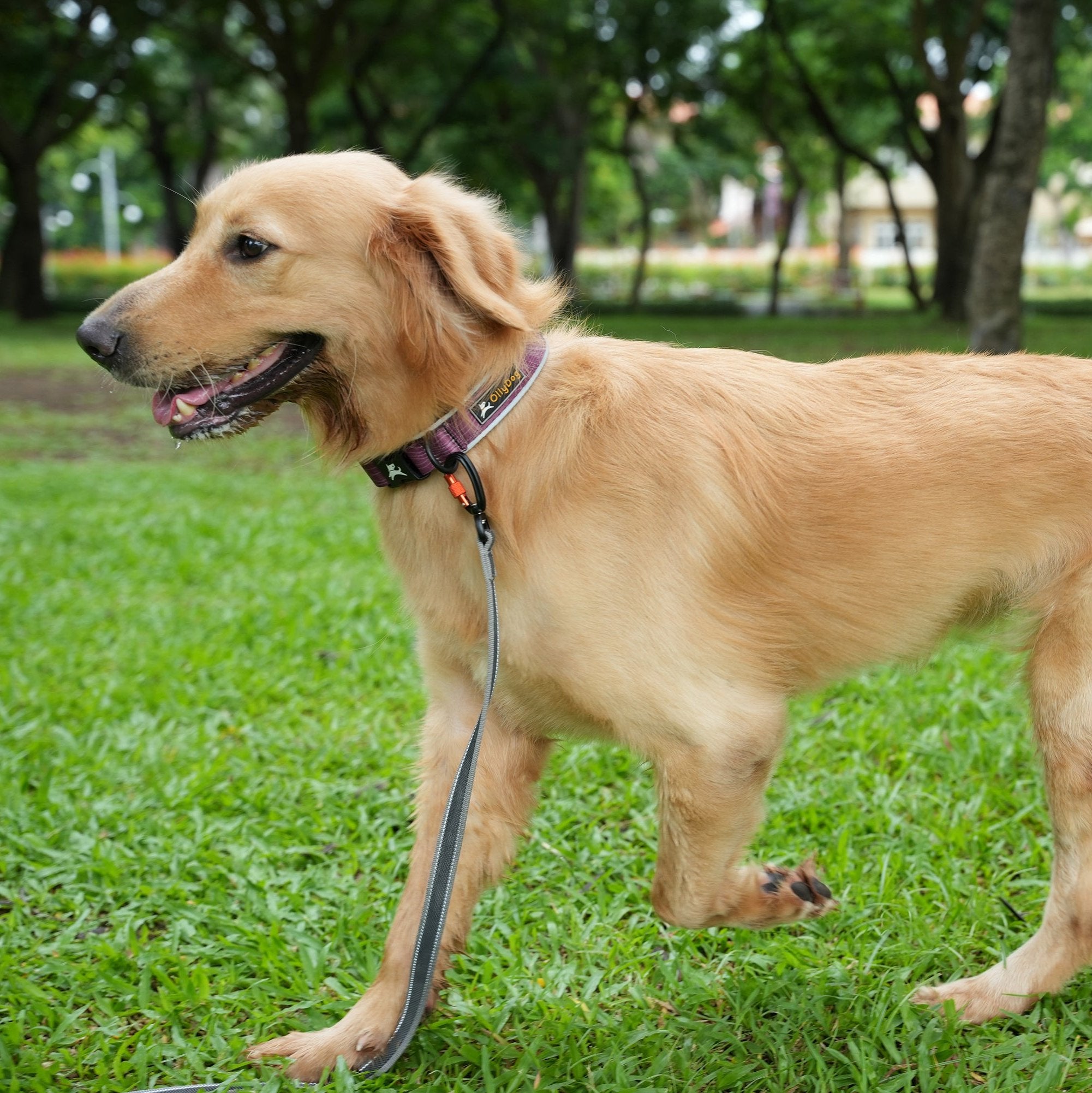 Golden Retriever dog wearing the OllyDog Rubber Grip Reflective Leash in Raven color, ideal for safe and stylish walks with reflective properties for nighttime visibility #color_raven