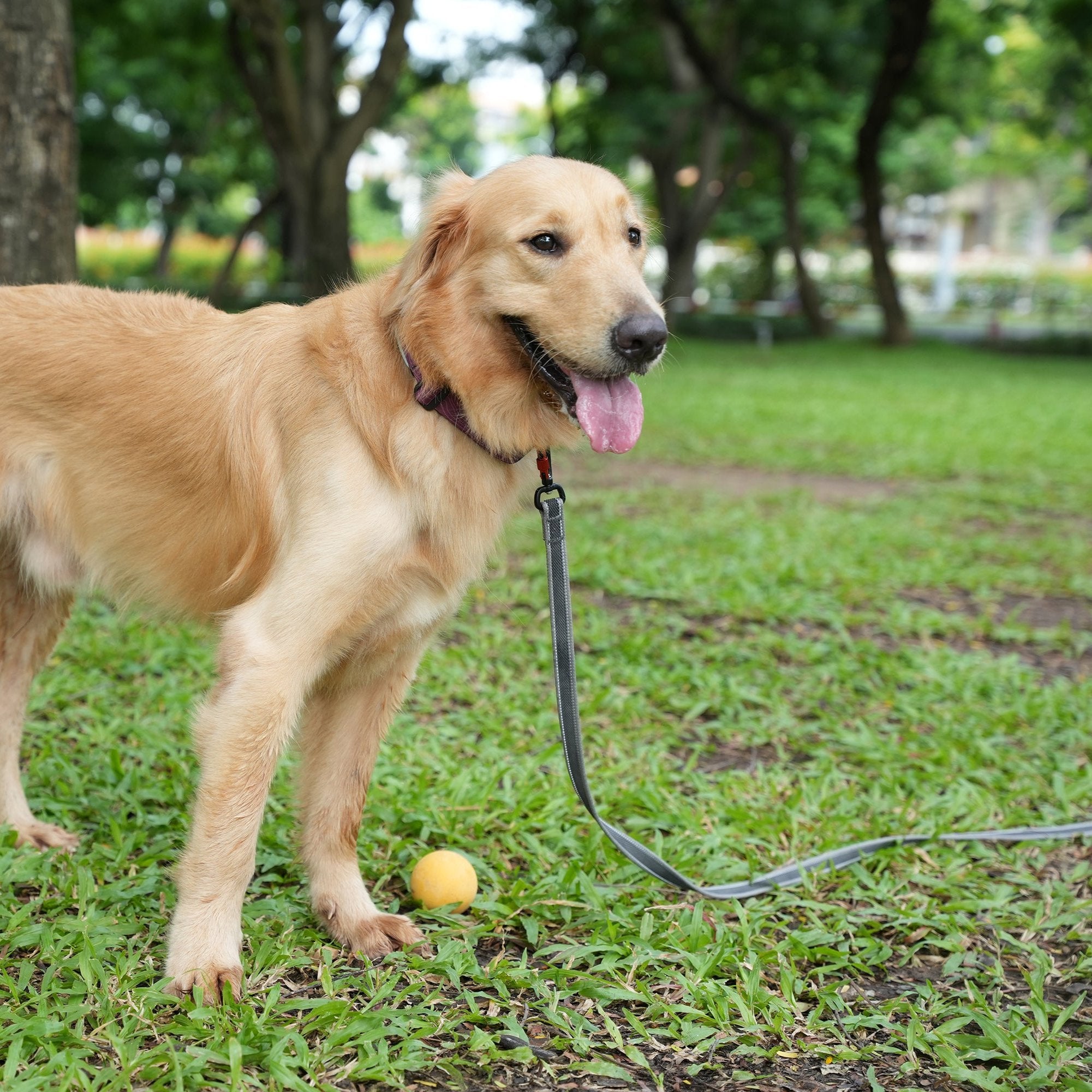 Golden Retriever dog with the OllyDog Rubber Grip Reflective Leash in Raven color, perfect for daytime or nighttime walks, featuring enhanced visibility and secure aluminum carabiner hook #color_raven