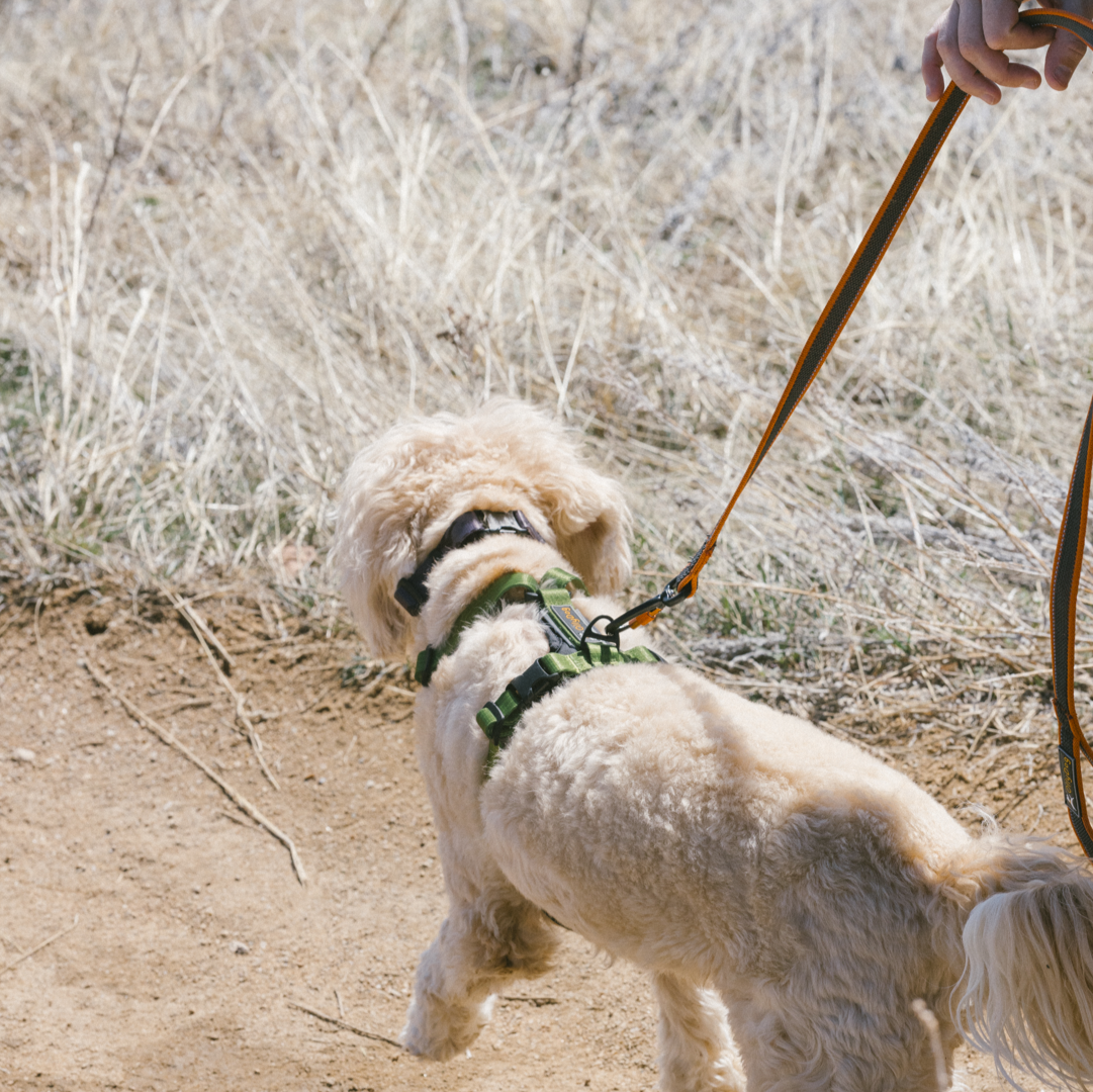 OllyDog Reflective Dog Harness with Padding in Clay Orange - Comfortable padded harness shown on small dog during outdoor walk with matching leash #color_clay