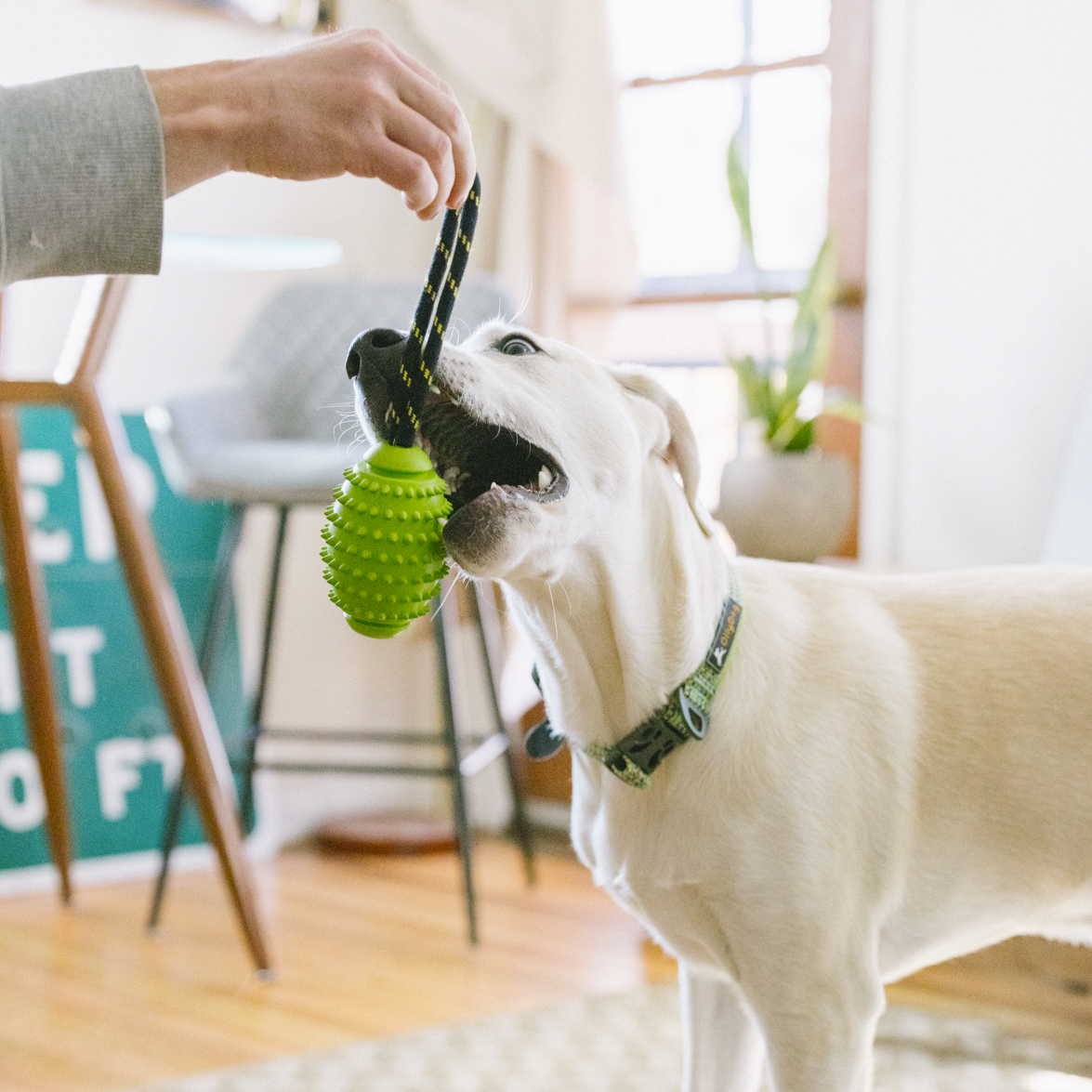 Dog playing tug with OllyDog Spikey Rugby rubber chew toy in lime green, 4.75-inch natural rubber toy with rope handle, safe and durable for light to moderate chewers, promotes dental health, suitable for dogs under 50lbs