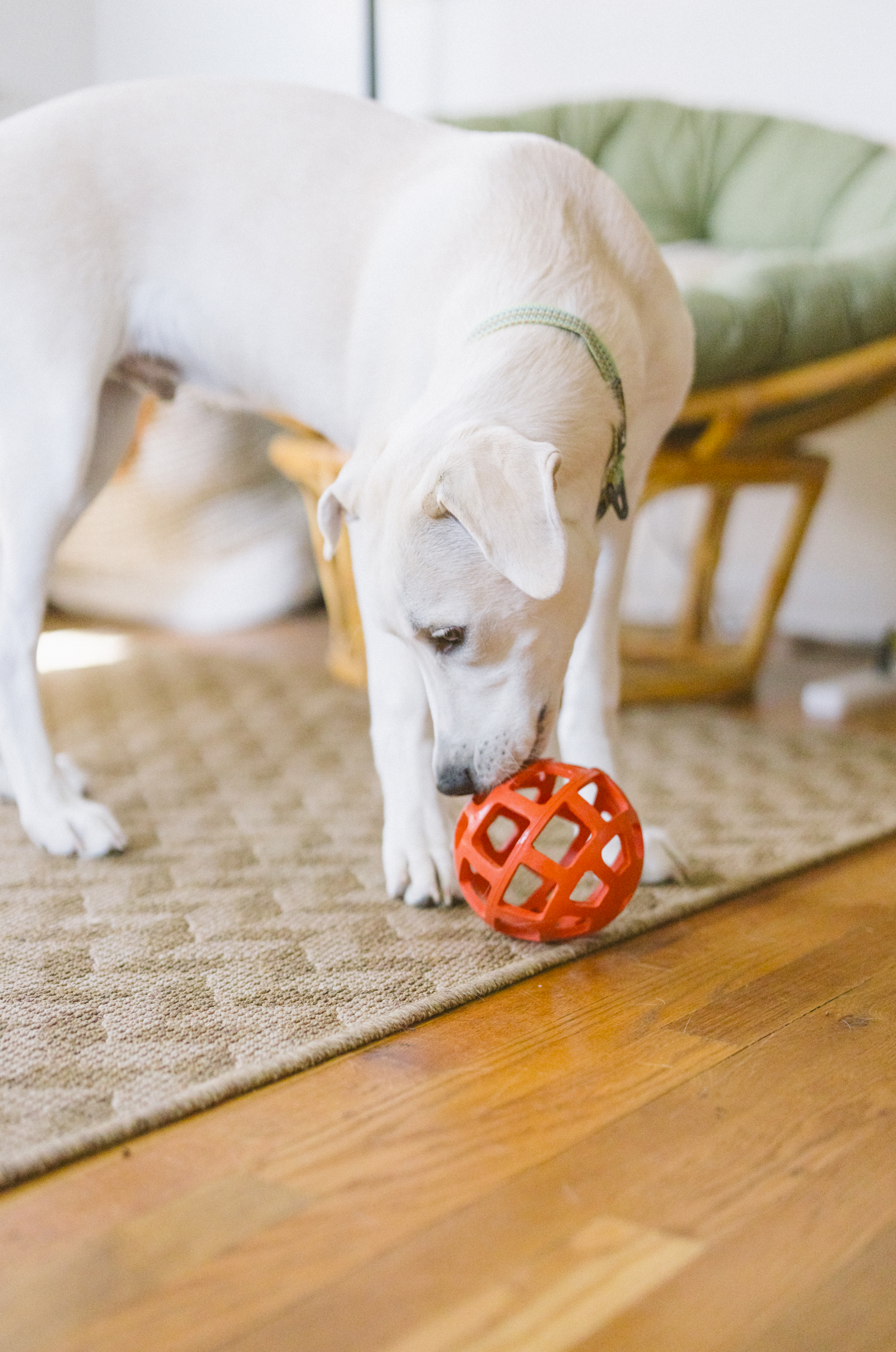 Dog playing with OllyDog Waffle Ball in Fiesta, 5-inch durable natural rubber treat-stuffing toy, chew-safe, interactive, for dogs under 50lbs