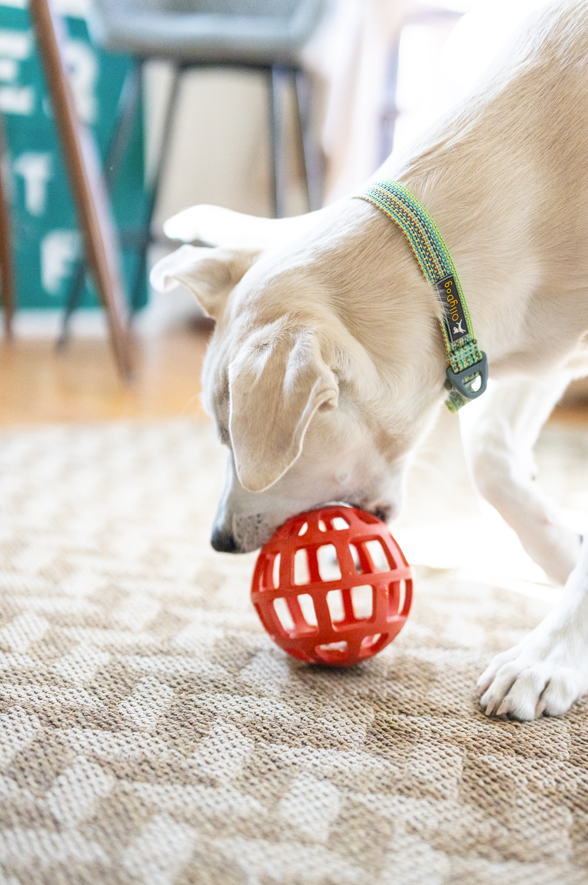 Dog chewing OllyDog Waffle Ball in Fiesta color, 5-inch natural rubber treat-stuffing toy, lightweight, interactive chew toy for dogs under 50lbs