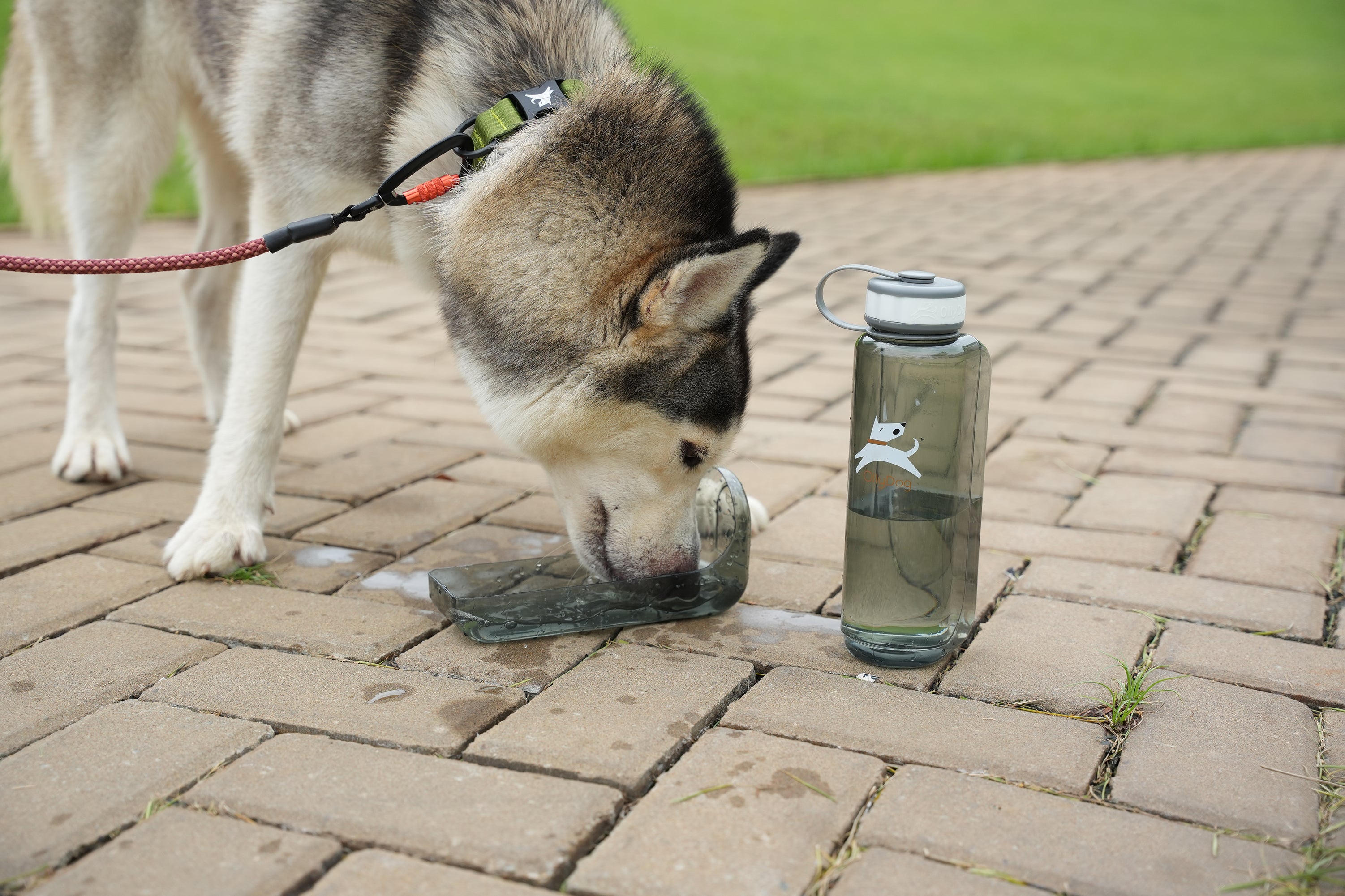 OllyDog OllyBottle Portable Dog Water Bottle 1L Pet Water Dispenser with Detachable Bowl Pet Accessories for Walking Hiking Travel