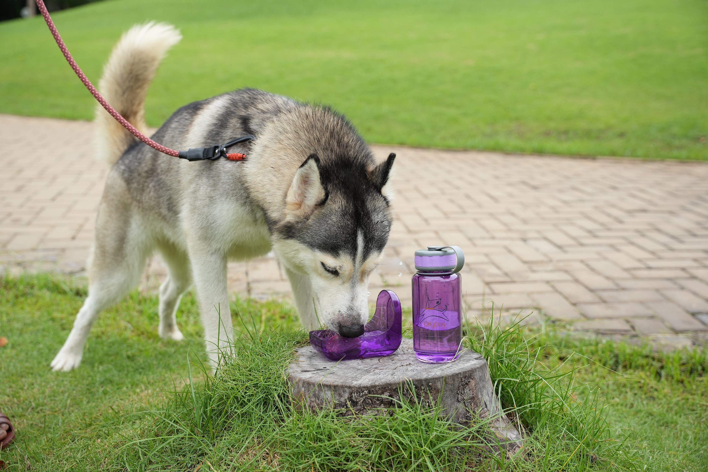 #size_plum / 600ml
