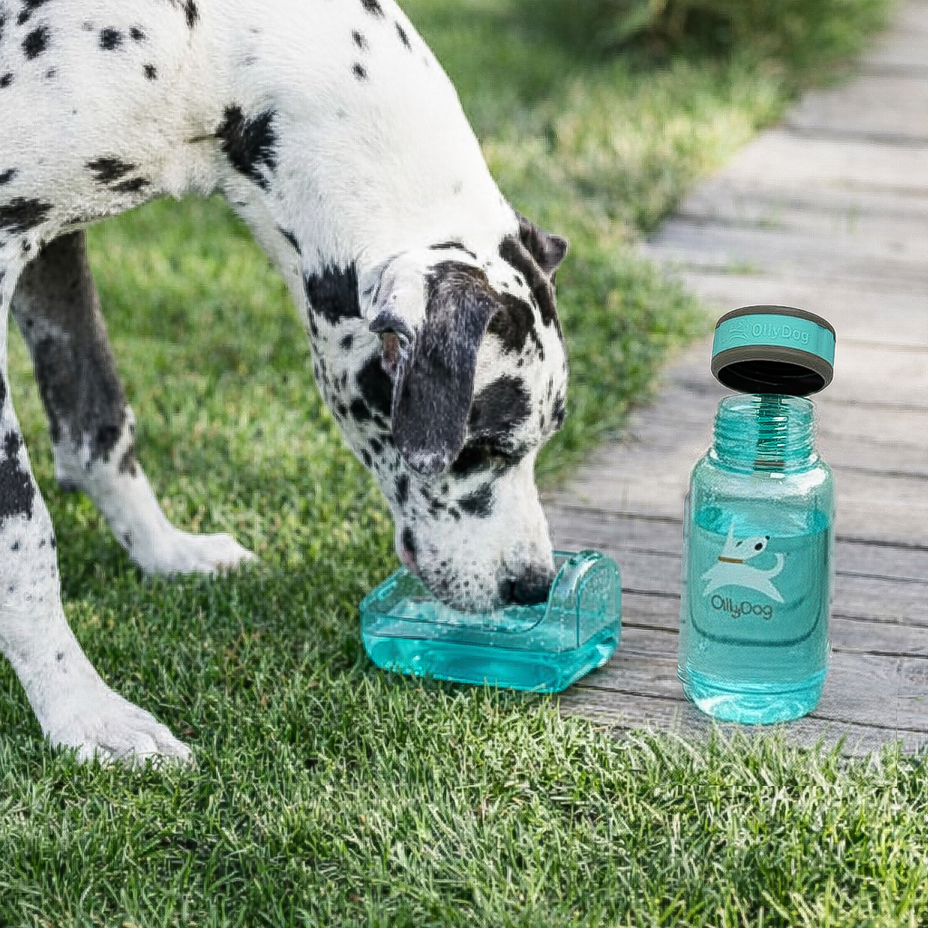 A large spotted dog drinking from the OllyBottle detachable bowl on a garden path, demonstrating the slobber-free sharing design for all dog sizes #size_aqua blue / 600ml