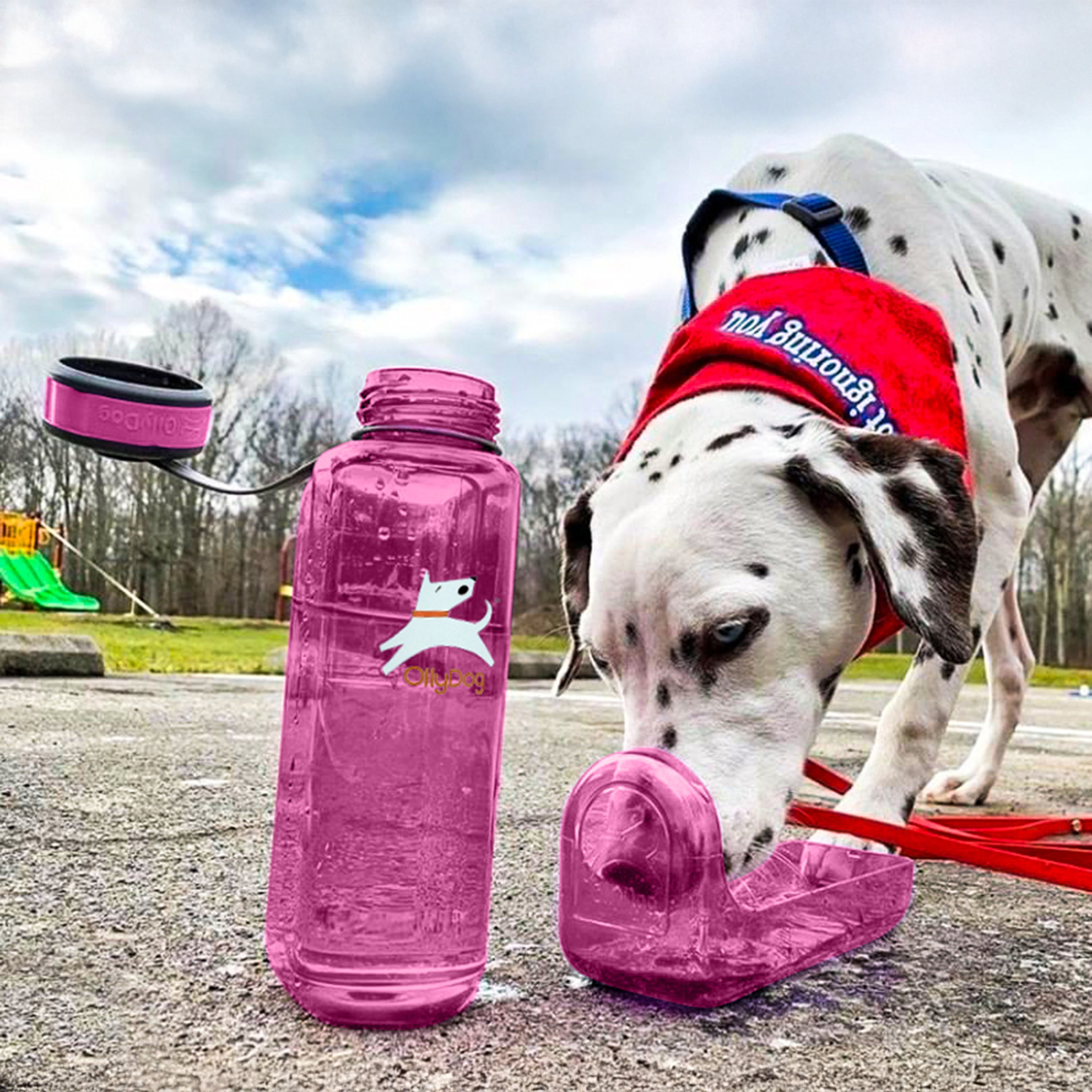 A Dalmatian dog drinking water from the detachable bowl of a hot pink OllyBottle portable water dispenser in an outdoor park setting #size_hot pink / 1l