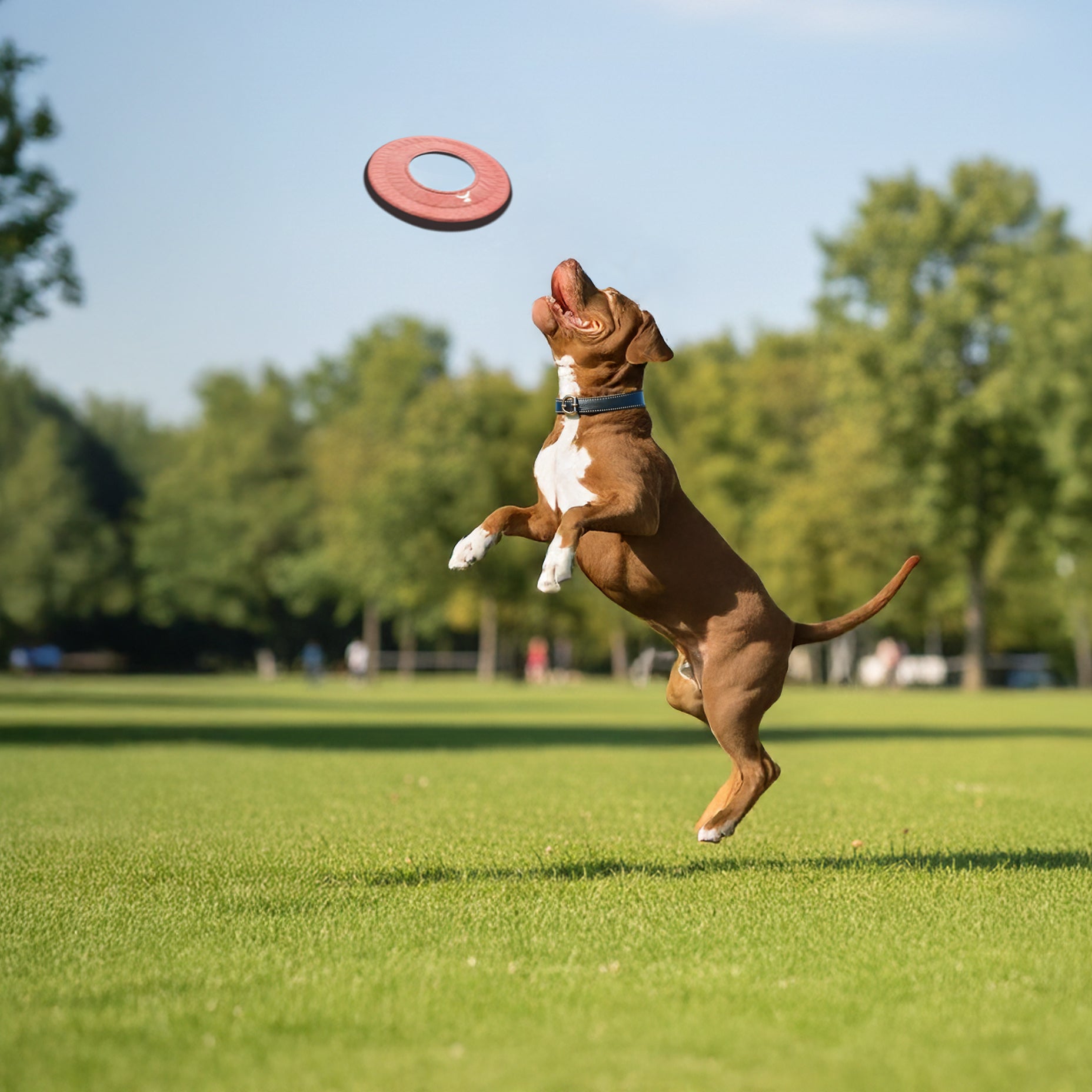 Action lifestyle shot of a brown and white dog leaping up to catch the OllyDog Mini Super Flyer dog flying disc in desert red color on a green lawn in a park. #color_desert