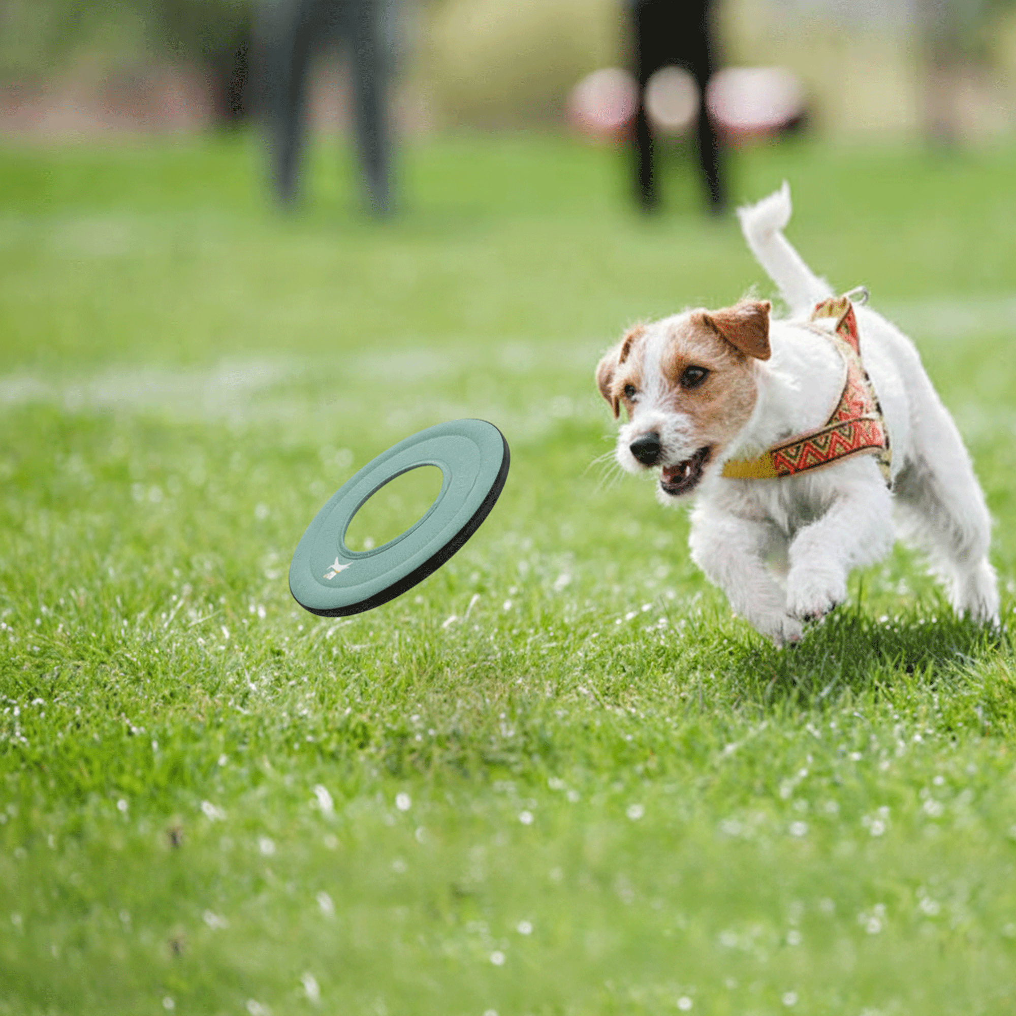 Action lifestyle shot of a small white and brown terrier running across a green lawn in a park to catch the OllyDog Mini Super Flyer dog flying disc in surf blue color. #color_surf