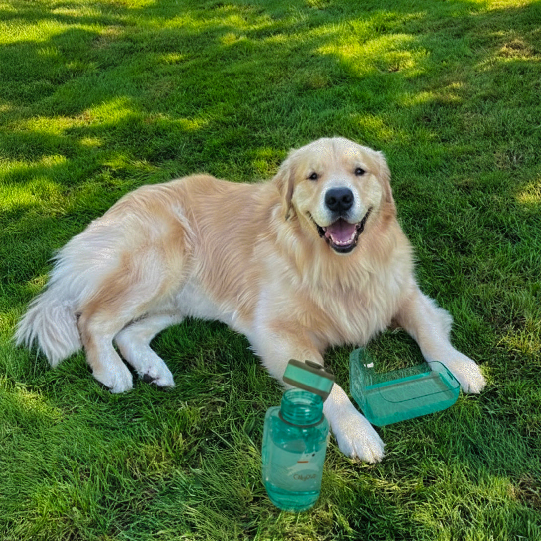 A Golden Retriever dog sitting on green grass next to an OllyBottle portable water dispenser in Aqua Blue with its detachable bowl snapped off for easy drinking #size_aqua blue / 600ml
