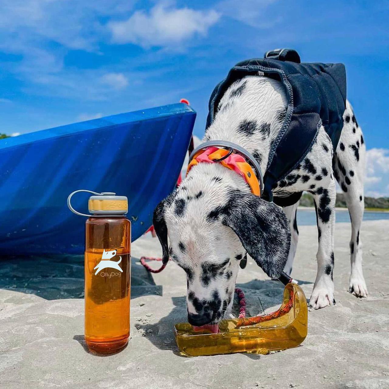 Lifestyle action shot of a Dalmatian wearing a harness drinking water from the detachable bowl attachment of the 1-liter OllyDog OllyBottle portable water dispenser in flame orange color on a sandy beach next to a kayak.#size_flame - 1l