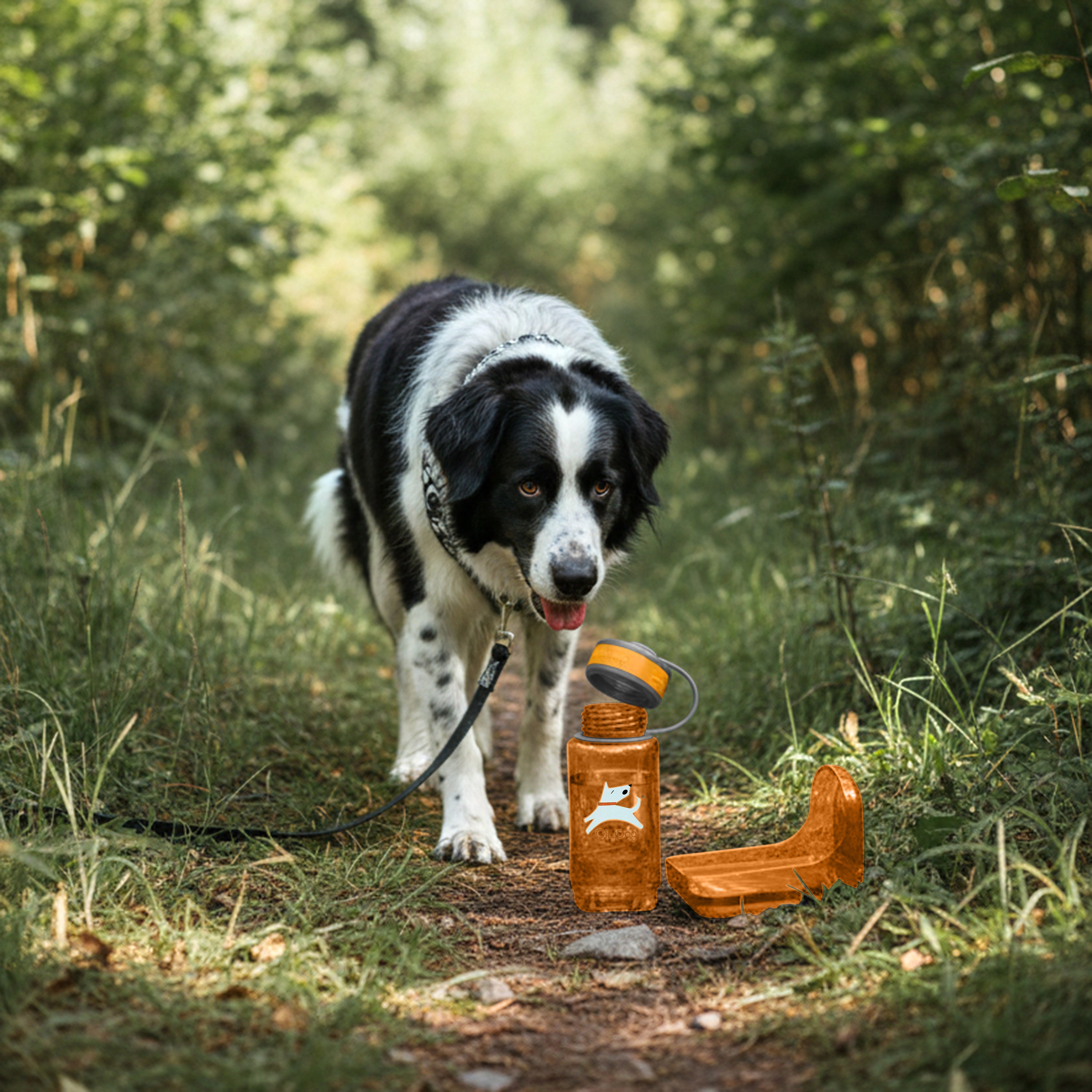 Lifestyle action shot of a black and white dog walking on a forest trail next to the 600ml OllyDog OllyBottle portable water dispenser in flame orange color, featuring a detached bowl on the ground for easy outdoor hydration.#size_flame - 600ml