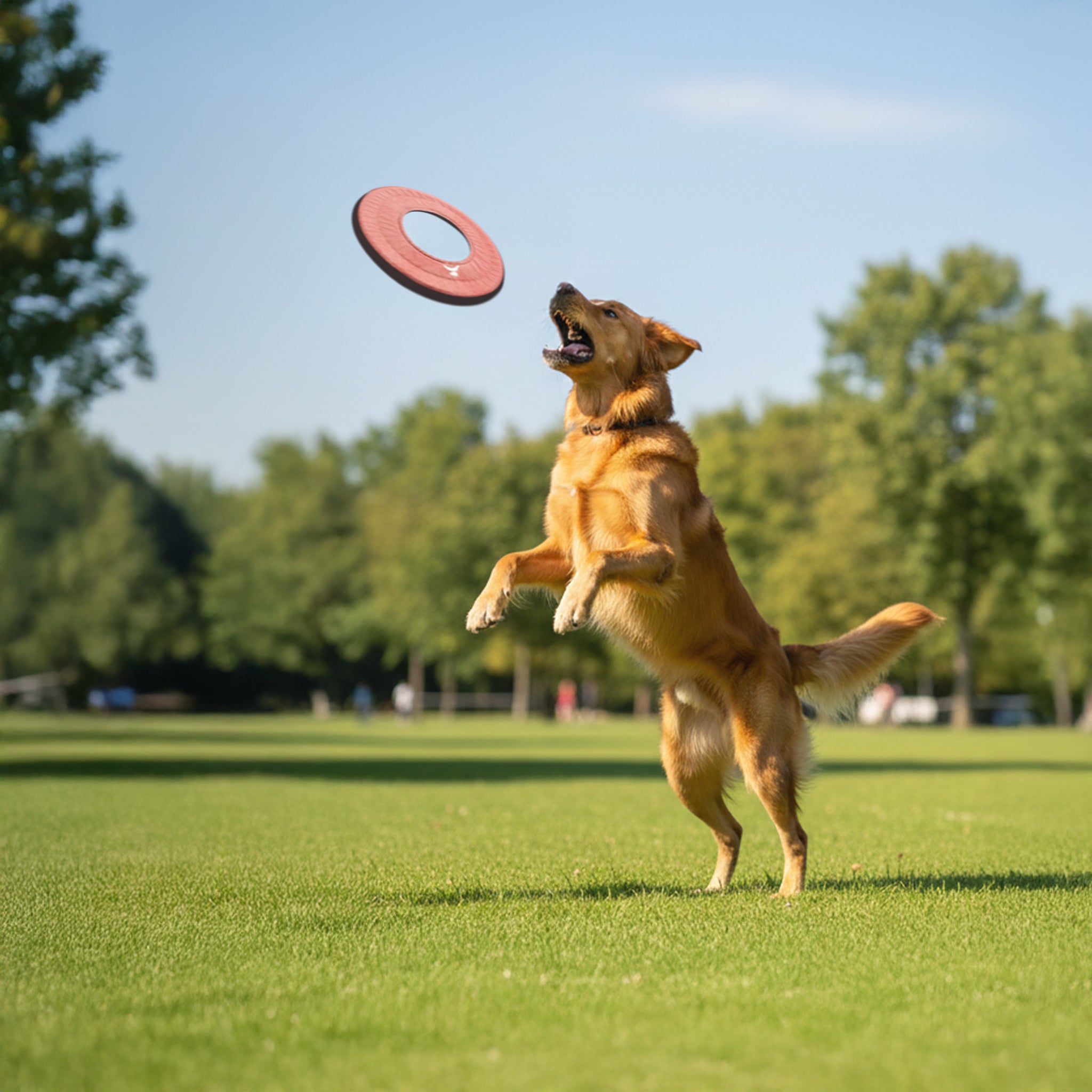 Action lifestyle shot of a golden retriever leaping up to catch the OllyDog Super Flyer dog flying disc in desert red color on a green lawn in a park.#color_desert