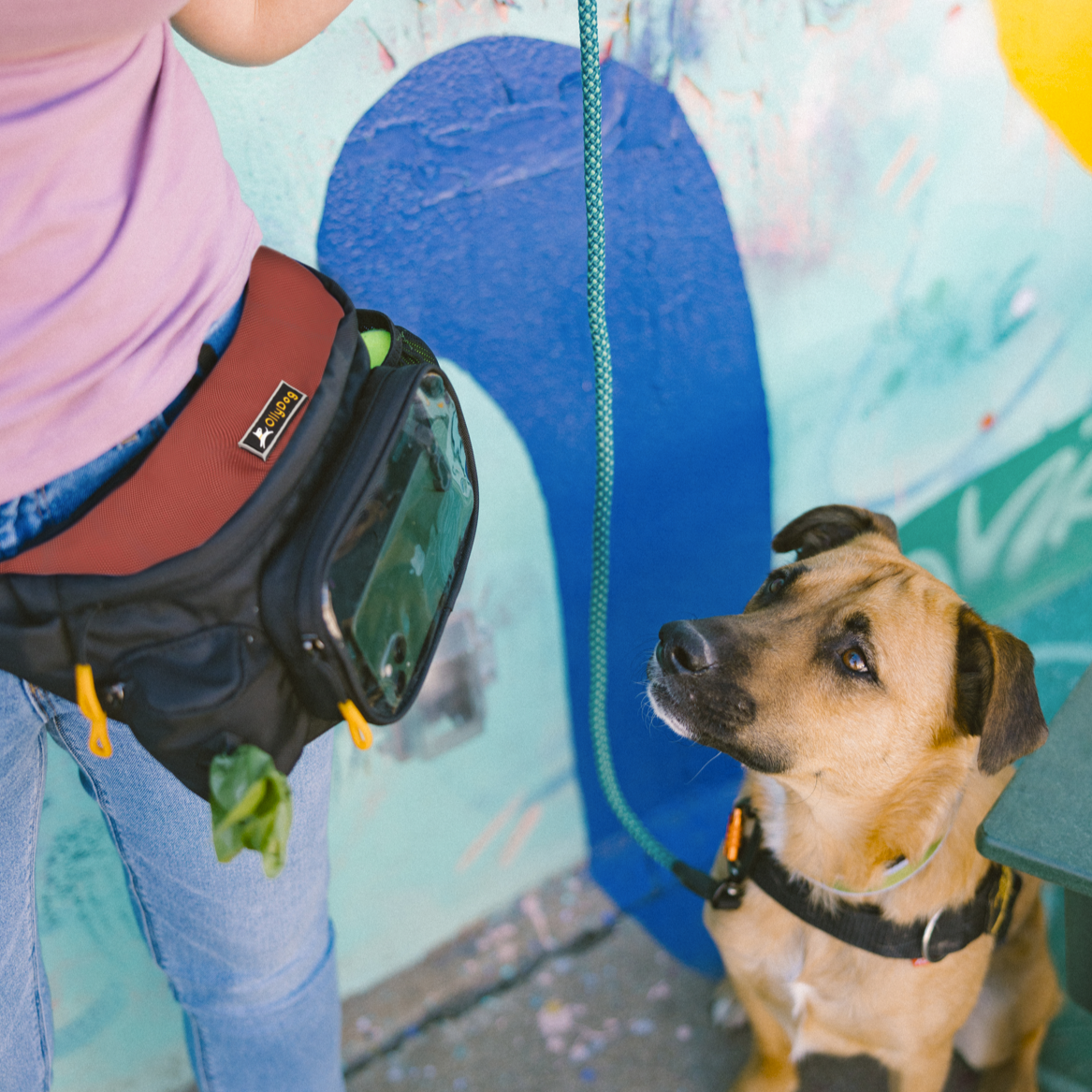 Dog sitting and looking up next to person wearing OllyDog Trailblazer Pack dog fanny pack in cider color, with waste bag dispenser, phone pocket, and included rubber ball, ideal for dog training, hiking, and hands-free walking #color_cider