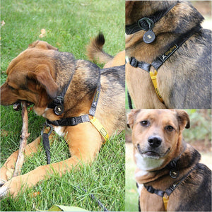 Essential Harness